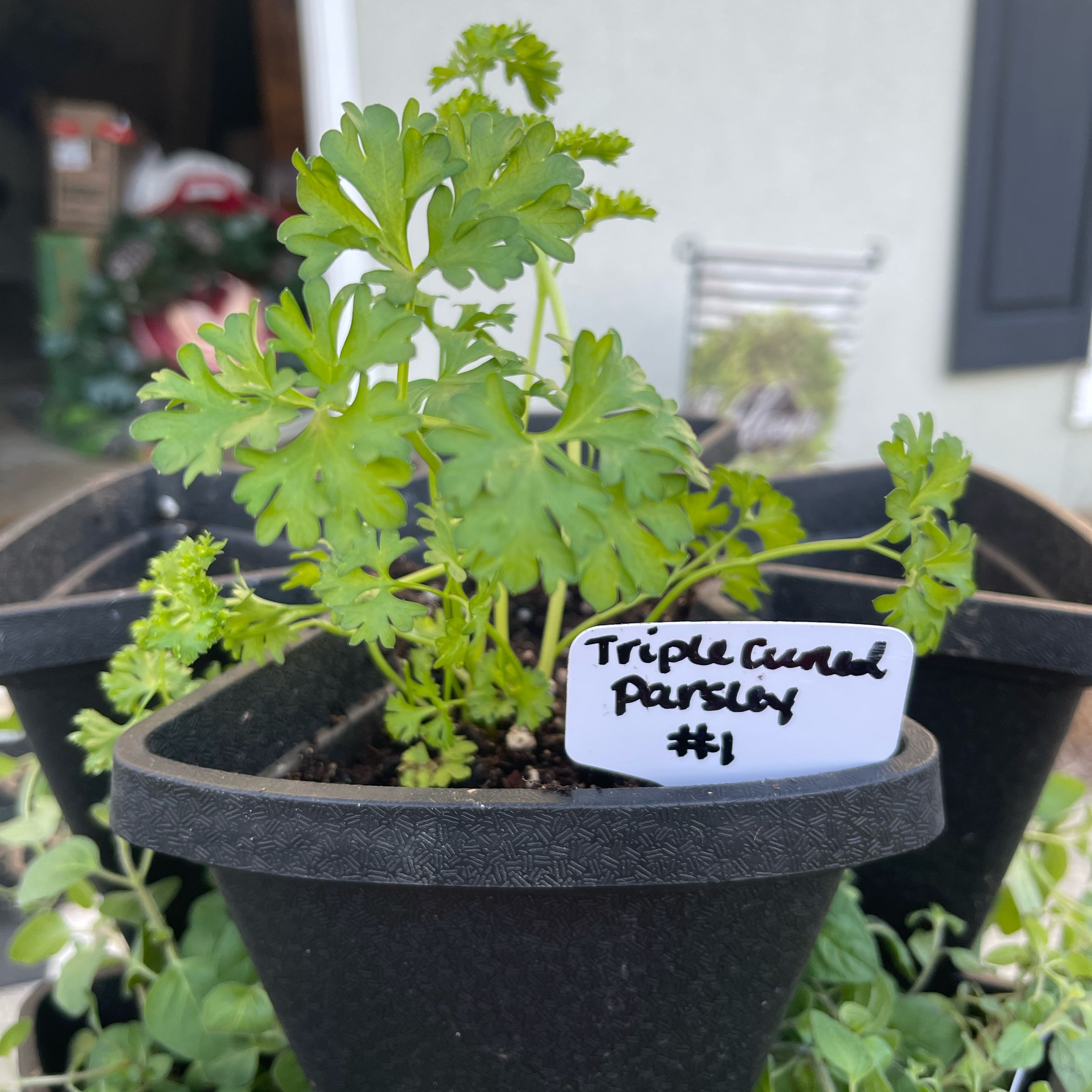 Photo of the plant species Triple Curled Parsley by @Decampbell96 named Tripled Curled Parsley (#1) on Greg, the plant care app