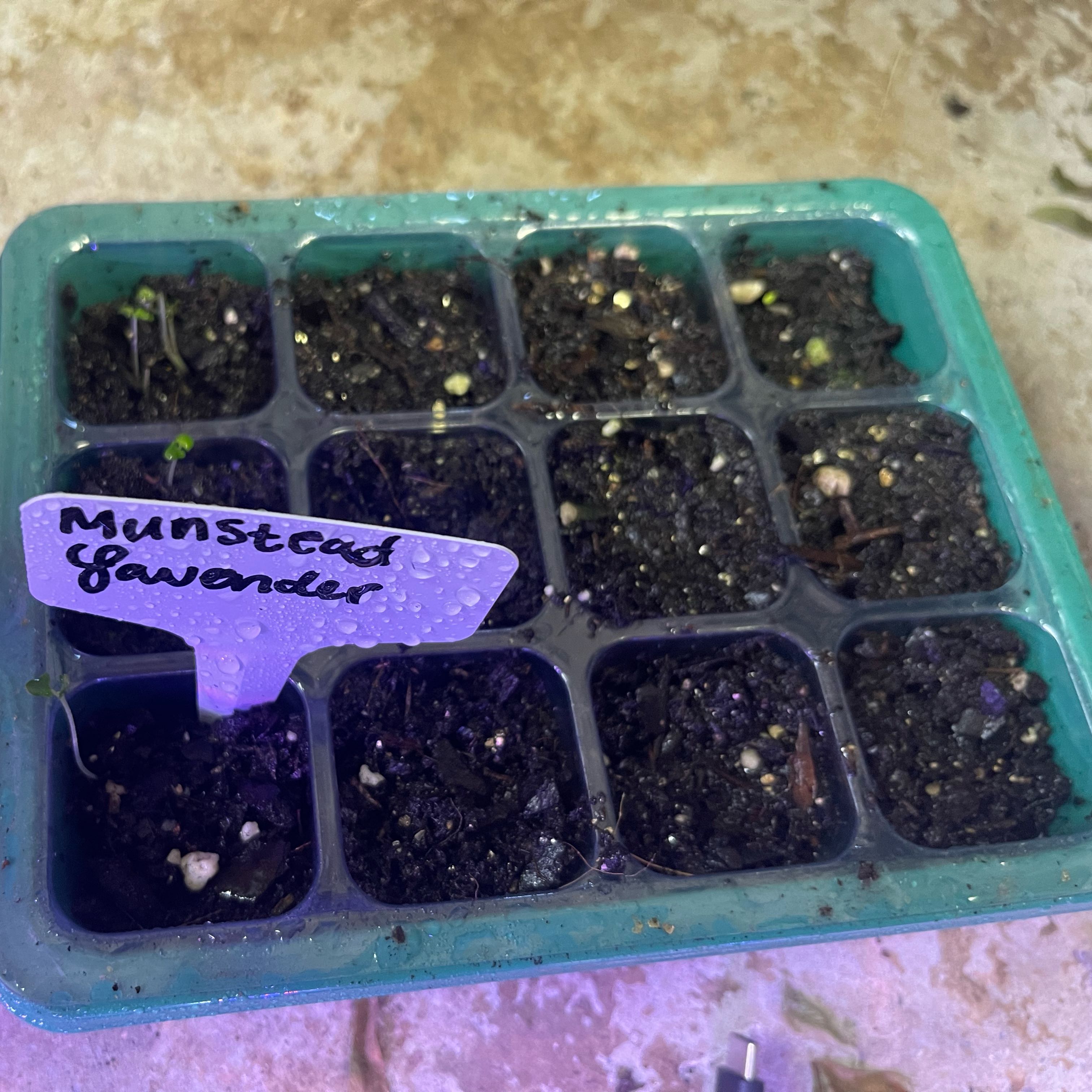 Photo of the plant species Munstead Lavender by @Decampbell96 named Munstead Lavender (SST) on Greg, the plant care app