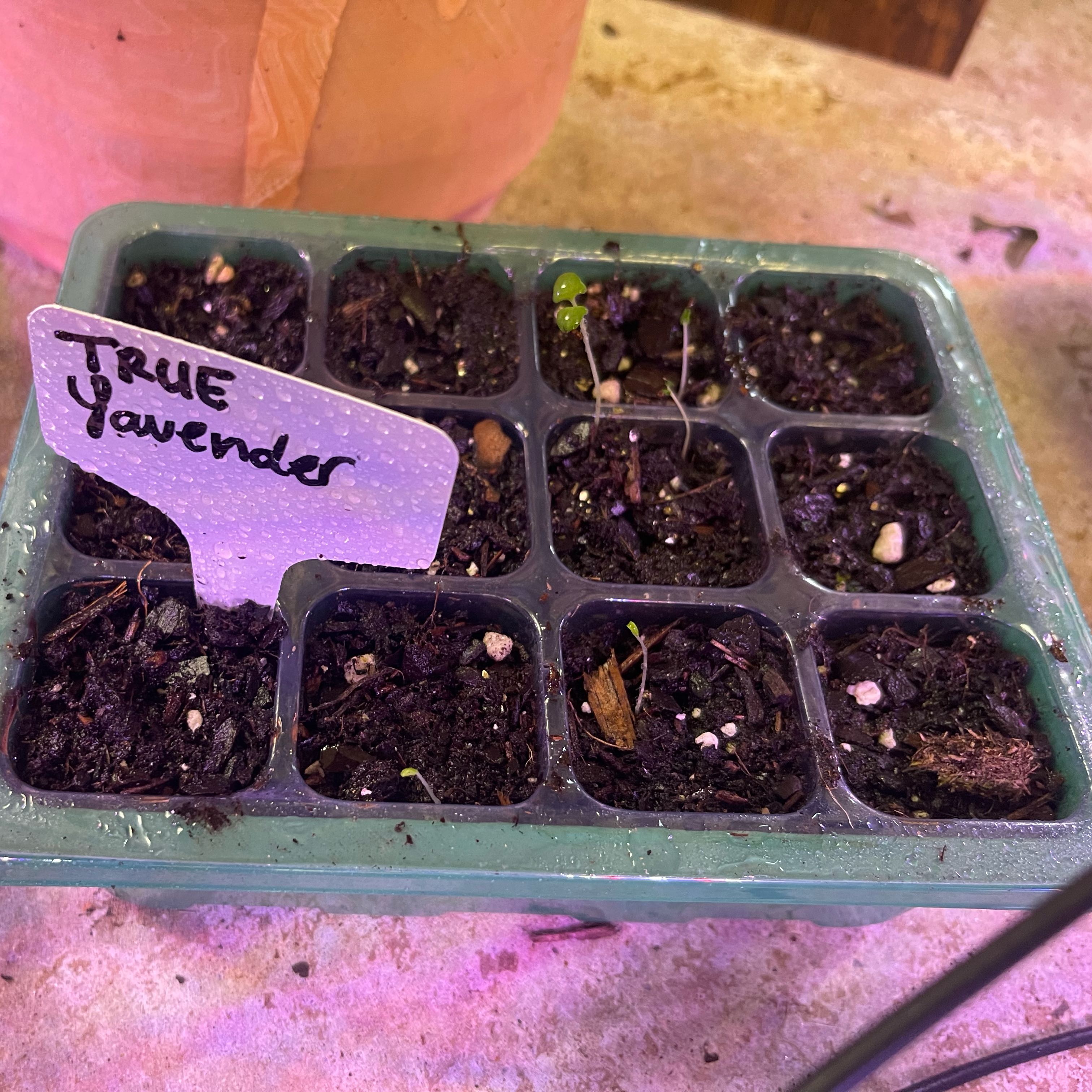Photo of the plant species True Lavender by @Decampbell96 named True Lavender (SST) on Greg, the plant care app