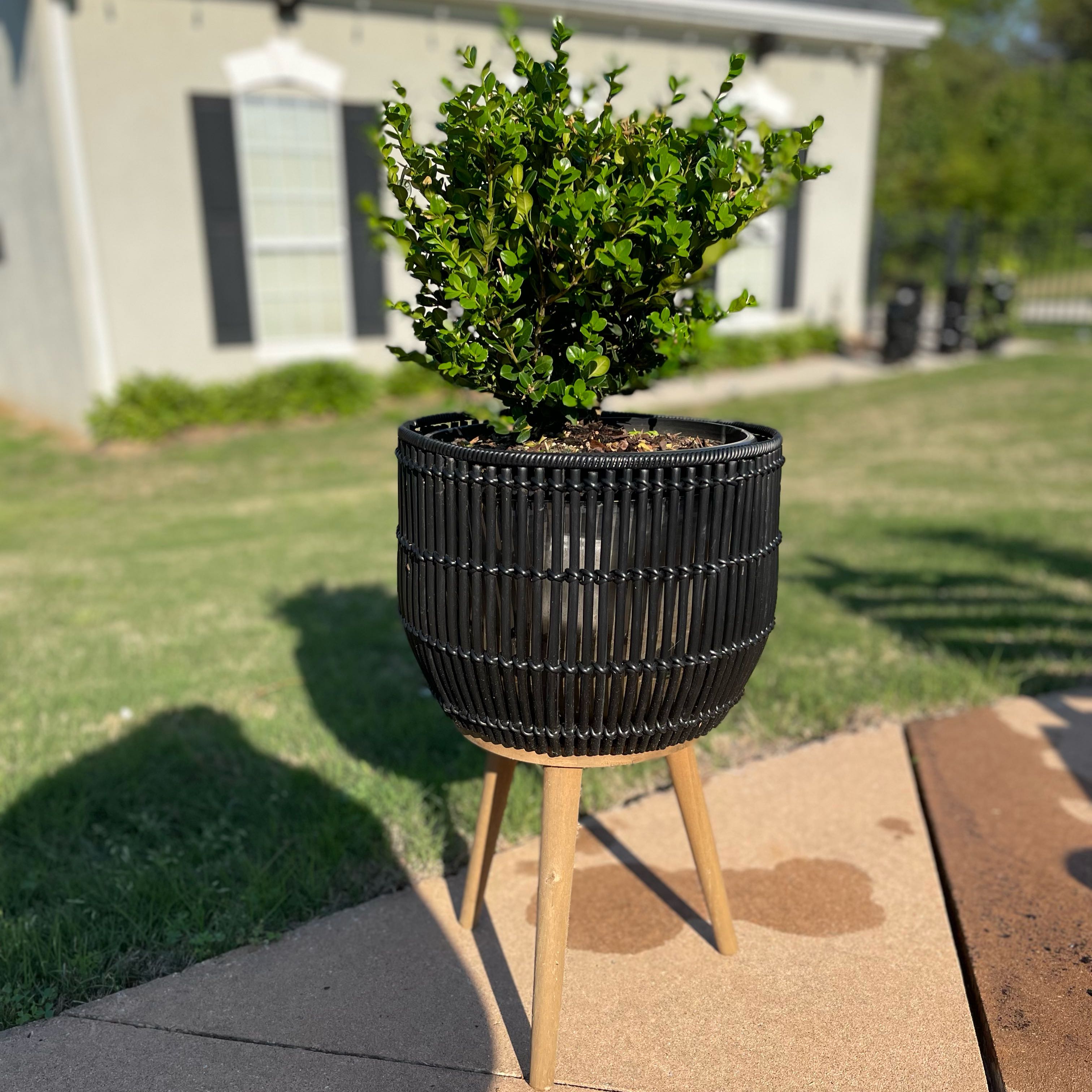 Photo of the plant species Wintergreen Boxwood by @Decampbell96 named ‘Wintergreen’ Boxwood (#1.2) on Greg, the plant care app