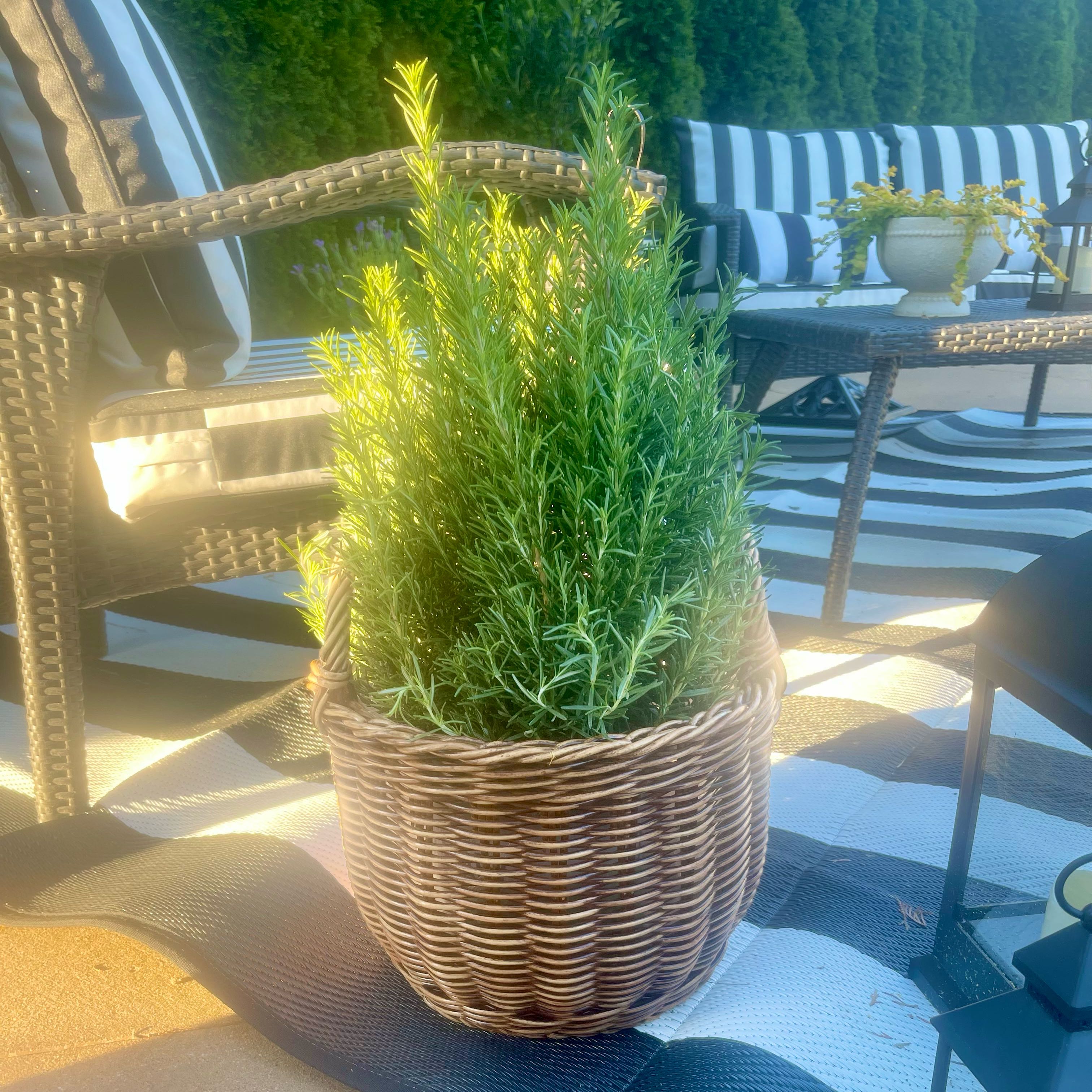 Photo of the plant species Tuscan Blue Rosemary by @Decampbell96 named ‘Tuscan Blue’ Rosemary (#3) on Greg, the plant care app