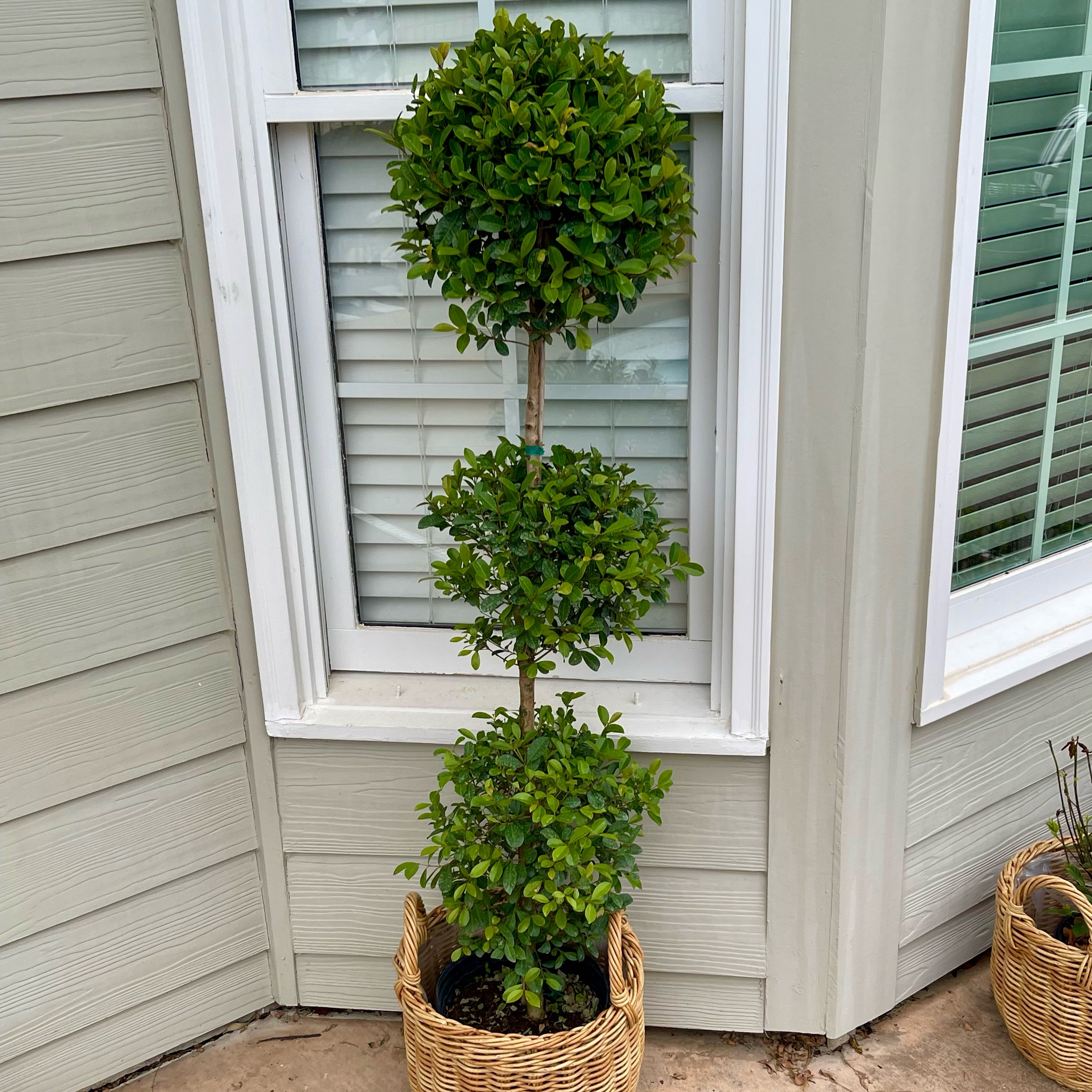 Photo of the plant species Brush Cherry by @Decampbell96 named Eugenia Topiary (#2x2) on Greg, the plant care app