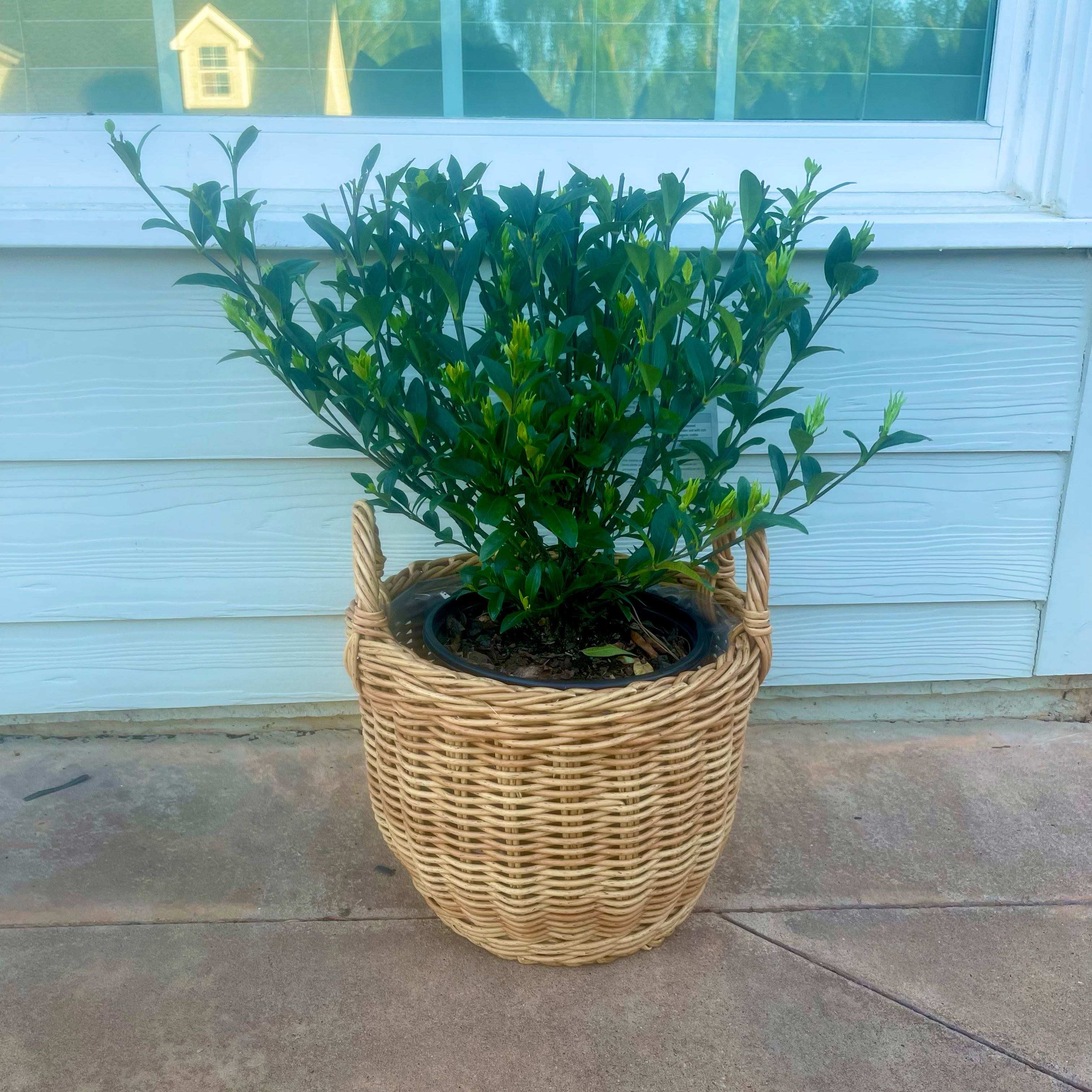 Photo of the plant species Gardenia 'Jubilation' by @Decampbell96 named ‘Jubilation’ Gardenia on Greg, the plant care app