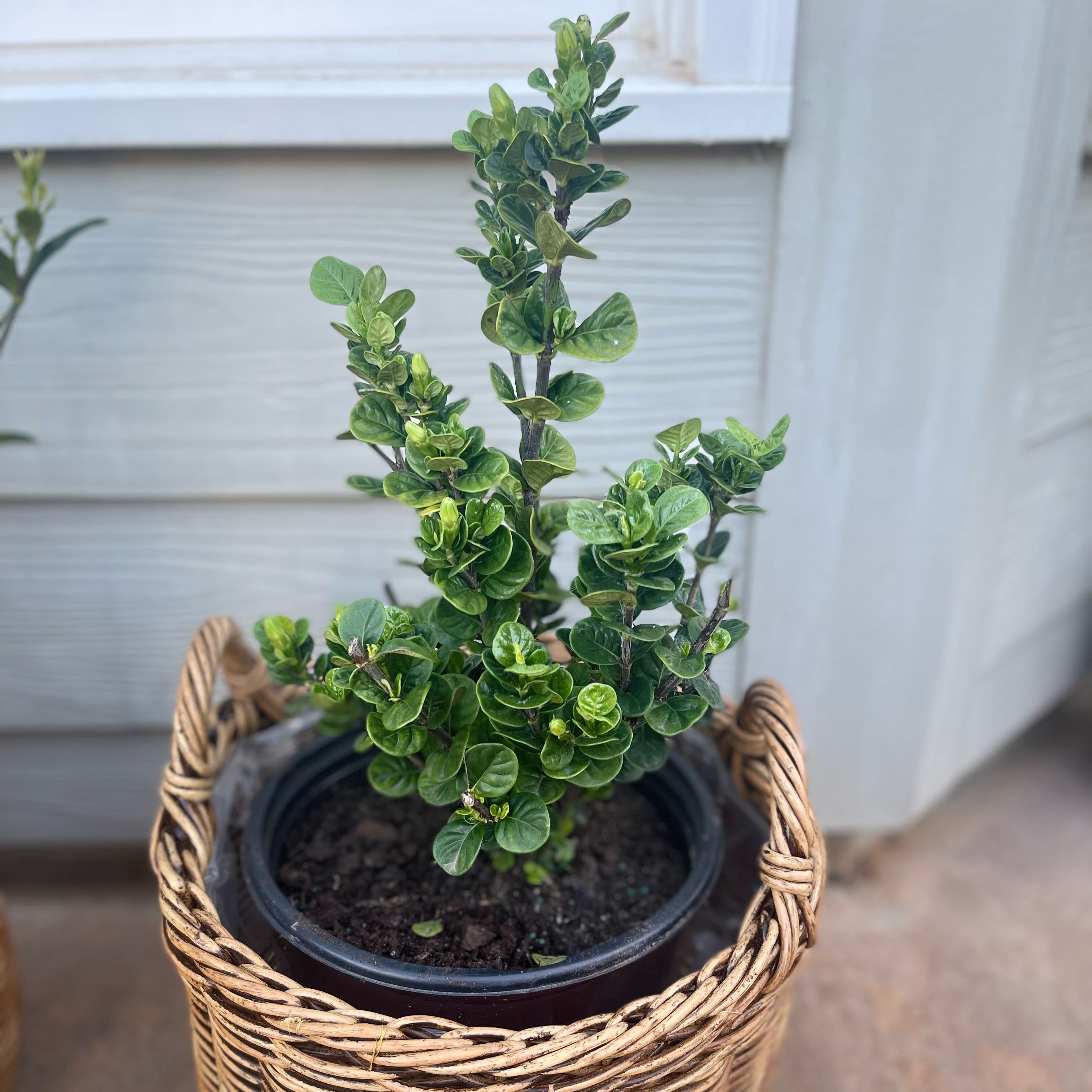 Photo of the plant species Diamond Spire® Gardenia by @Decampbell96 named ‘Diamond Spire’ Gardenia on Greg, the plant care app