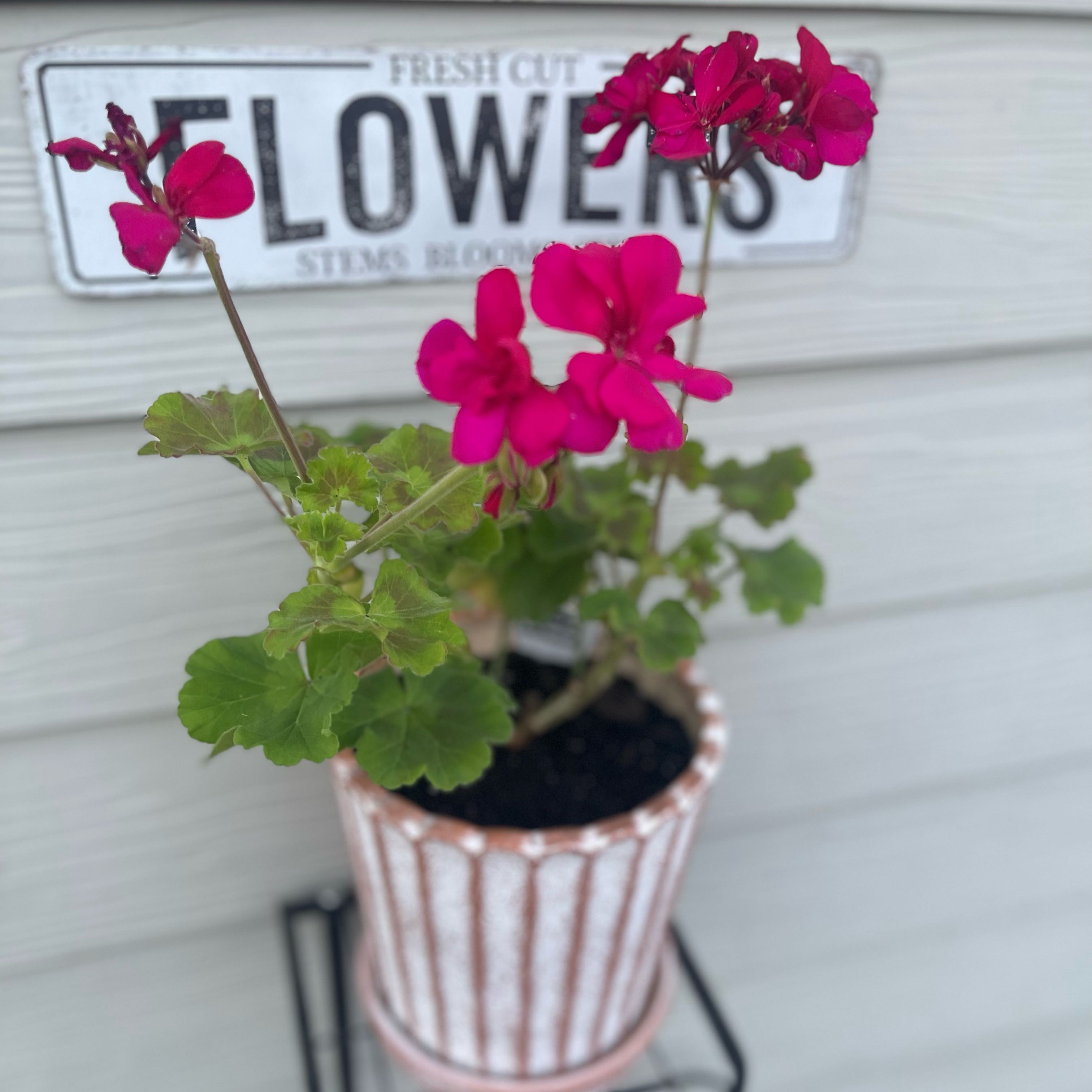 Photo of the plant species Calliope Geranium by @Decampbell96 named ‘Magenta Calliope’ Geranium on Greg, the plant care app