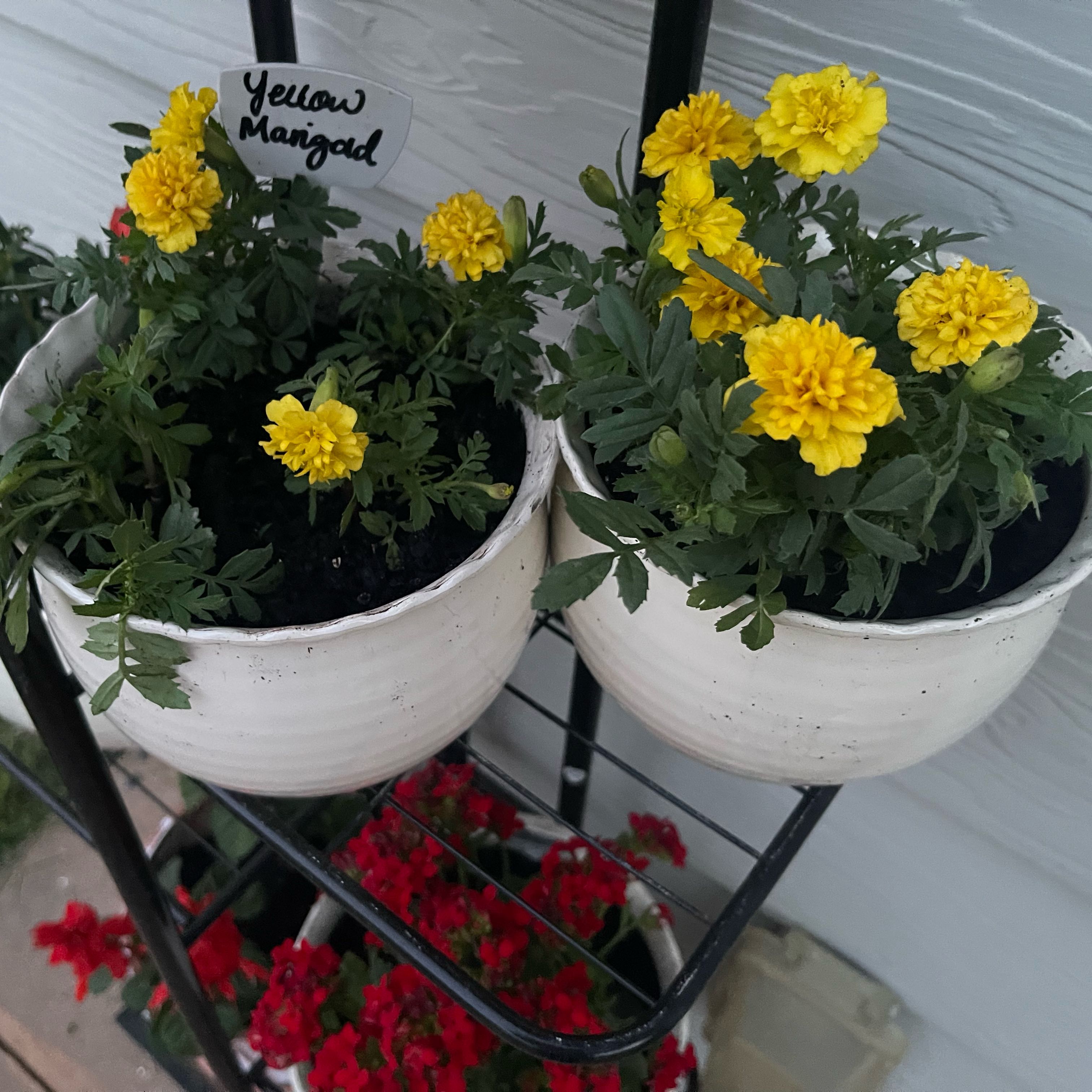 Photo of the plant species Marigold by @Decampbell96 named Yellow Marigold (#1) on Greg, the plant care app