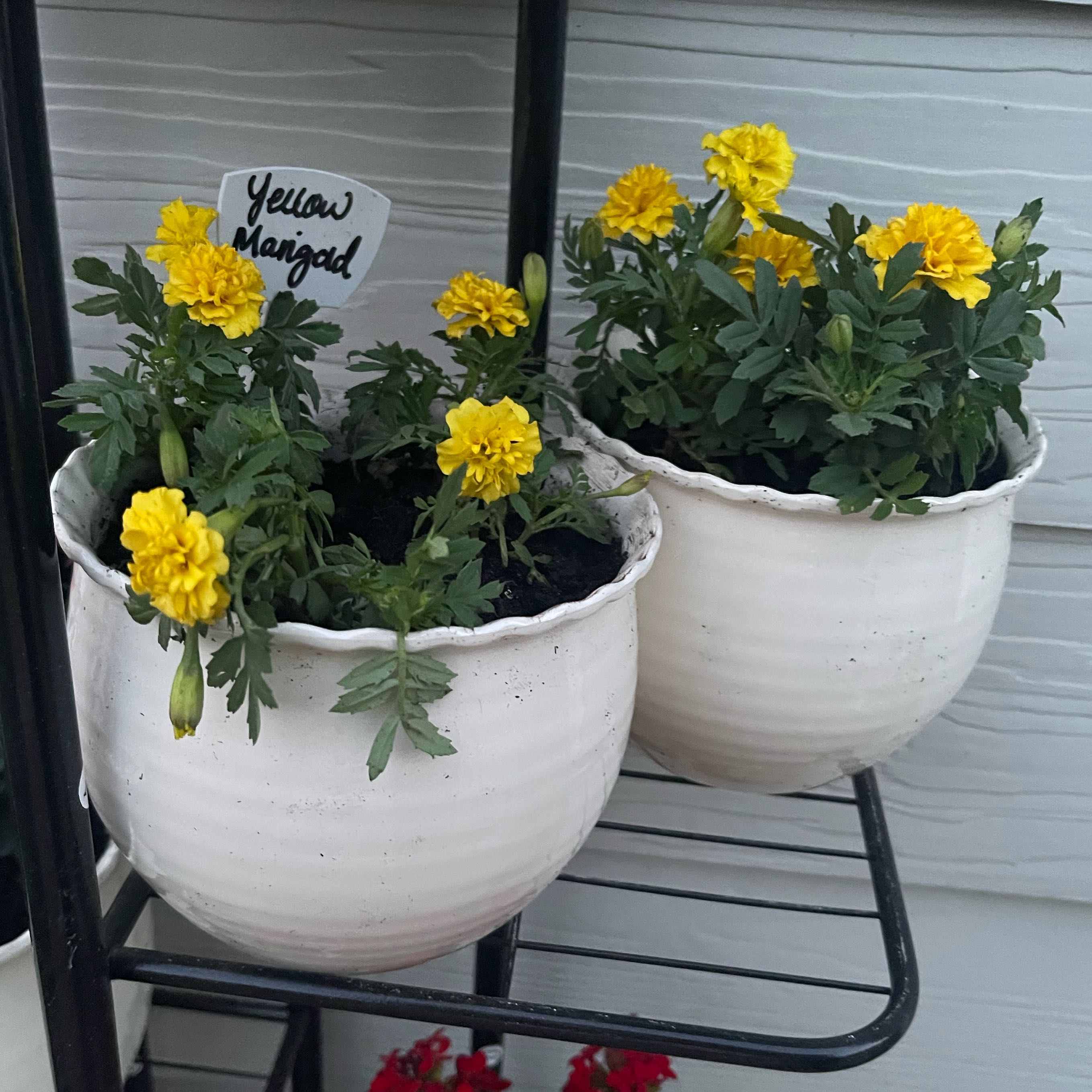Photo of the plant species Marigold by @Decampbell96 named Yellow Marigold (#2) on Greg, the plant care app