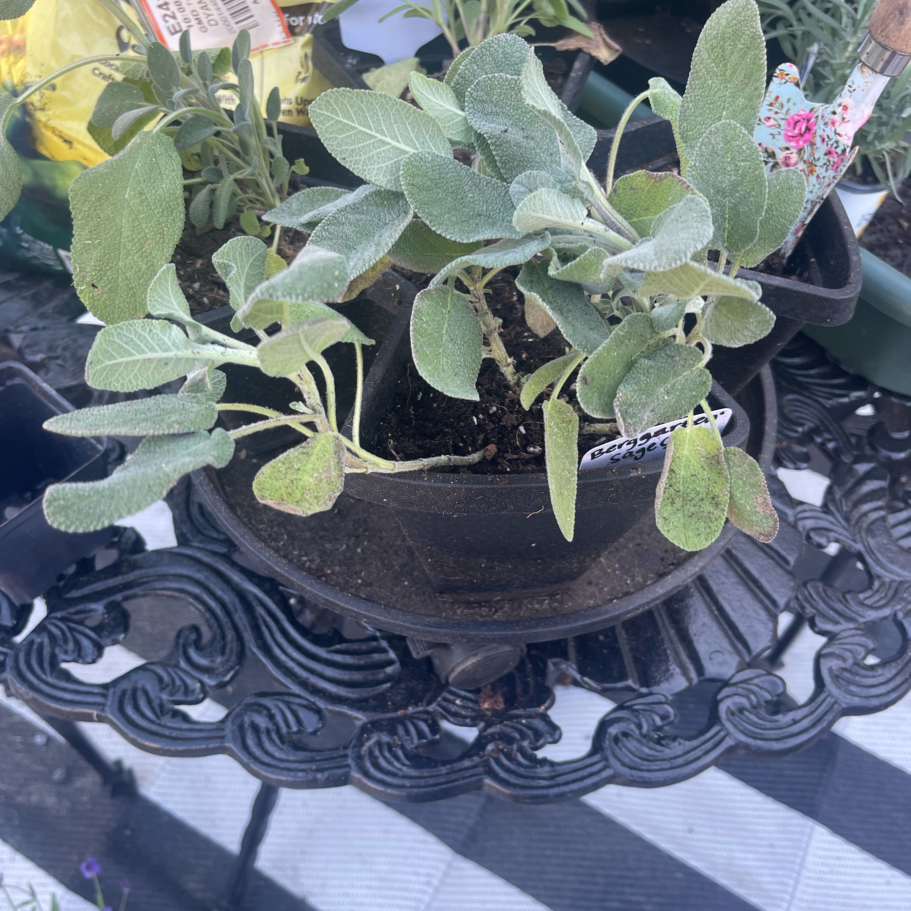 Photo of the plant species Berggarten Sage by @Decampbell96 named ‘Berggarten’ Sage (#1) on Greg, the plant care app