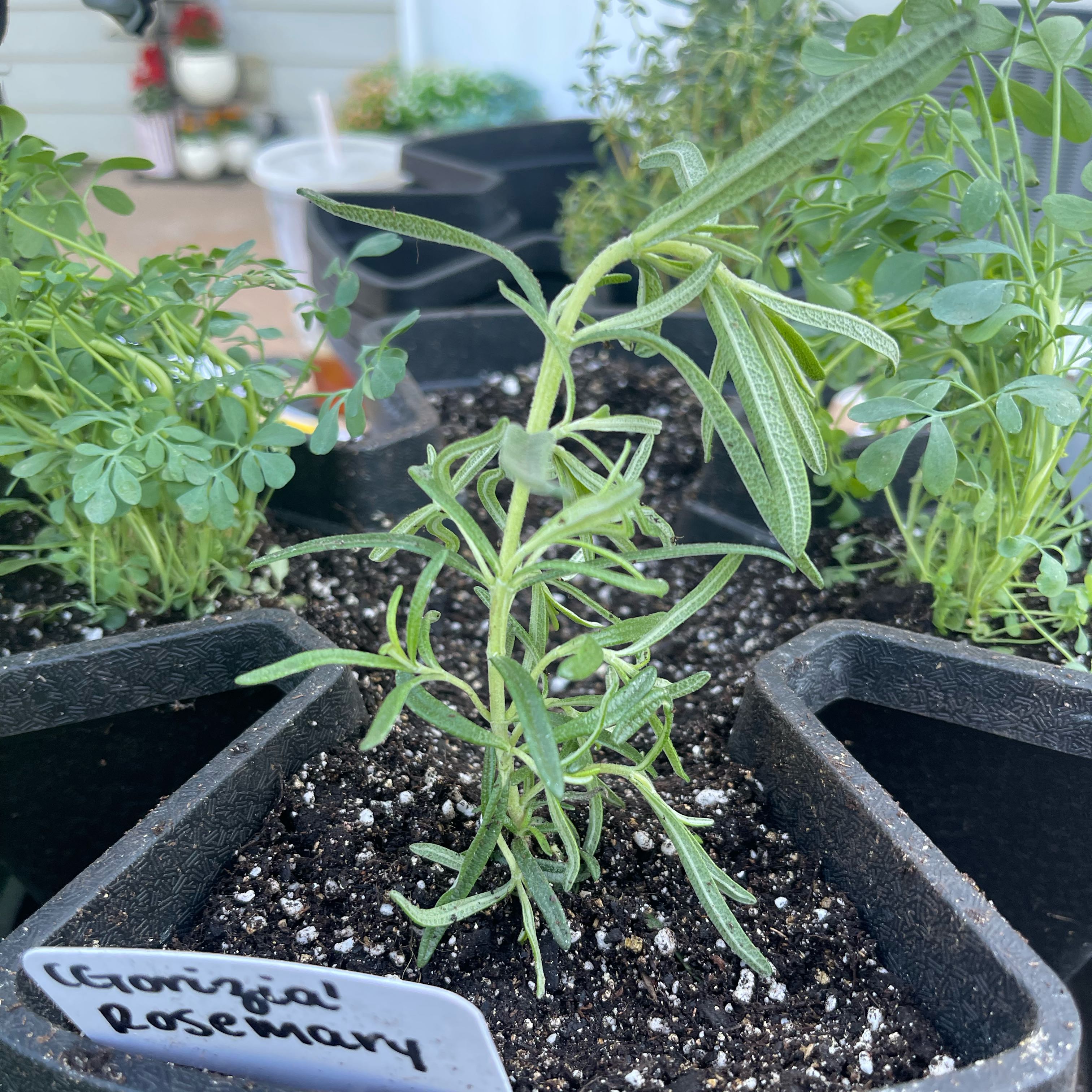 Photo of the plant species Rosemary 'Gorizia' by @Decampbell96 named ‘Gorizia’ Rosemary (#1) on Greg, the plant care app