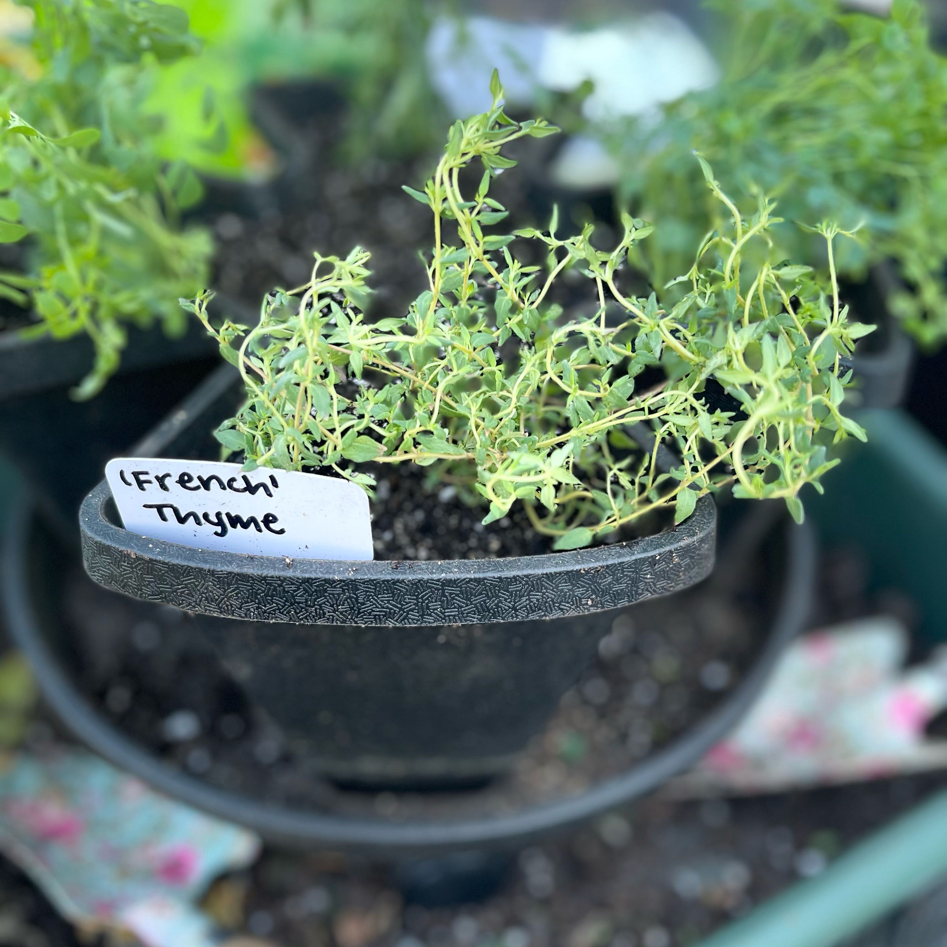 Photo of the plant species French Thyme by @Decampbell96 named French Thyme on Greg, the plant care app