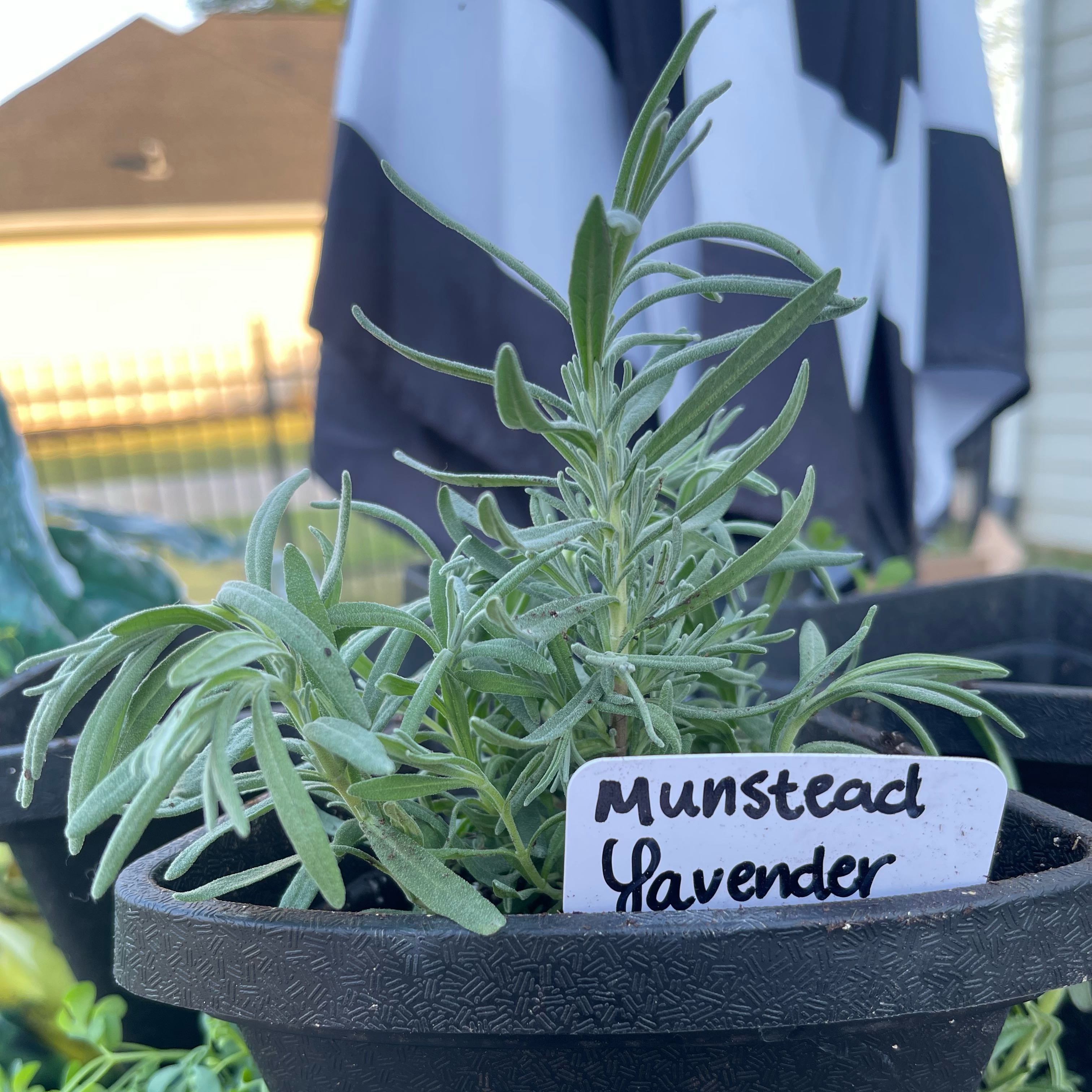 Photo of the plant species Munstead Lavender by @Decampbell96 named ‘Munstead’ Lavender on Greg, the plant care app