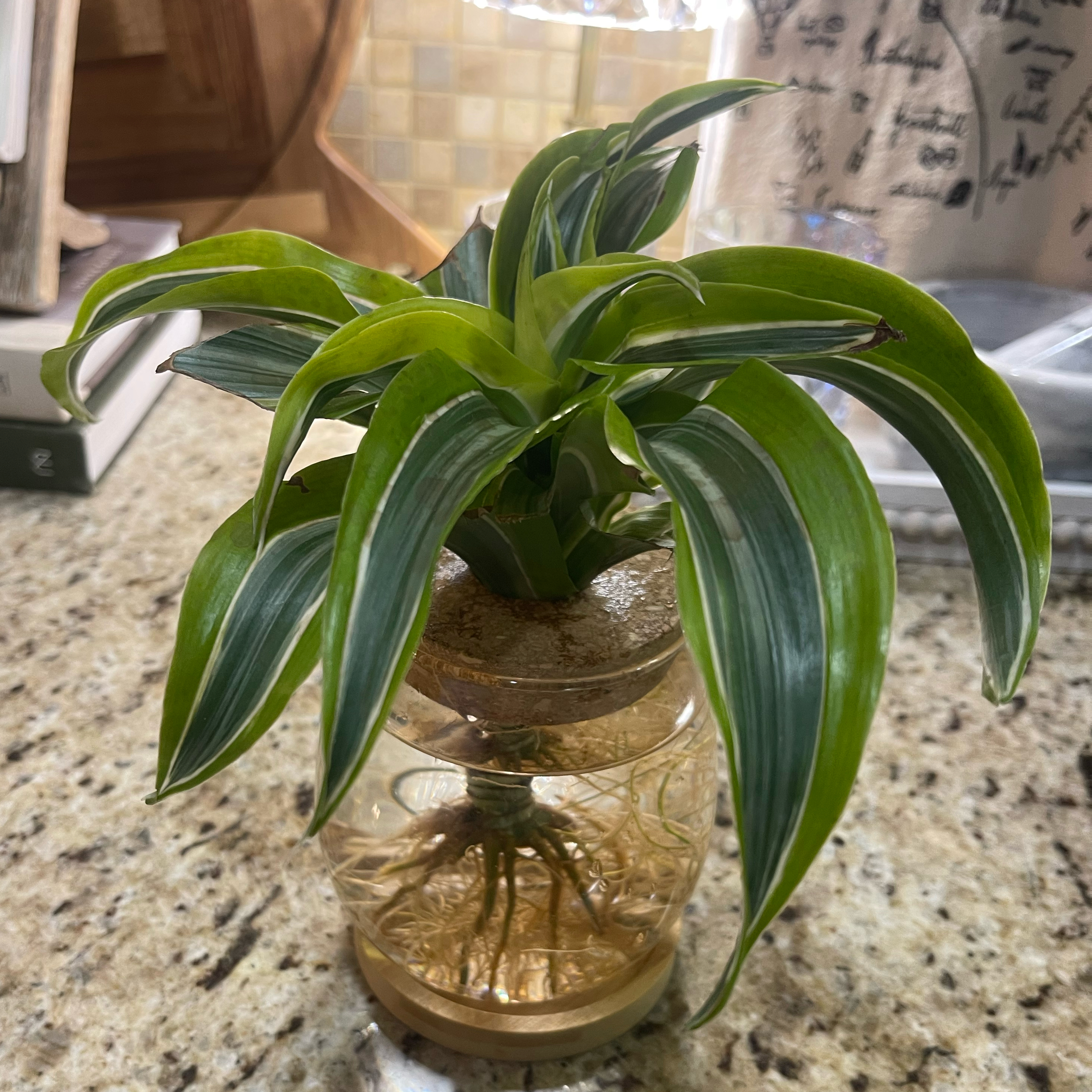 Photo of the plant species Hydroponic by @Decampbell96 named Hydroponic Dracaena ‘Lemon Lime’ (#1) on Greg, the plant care app