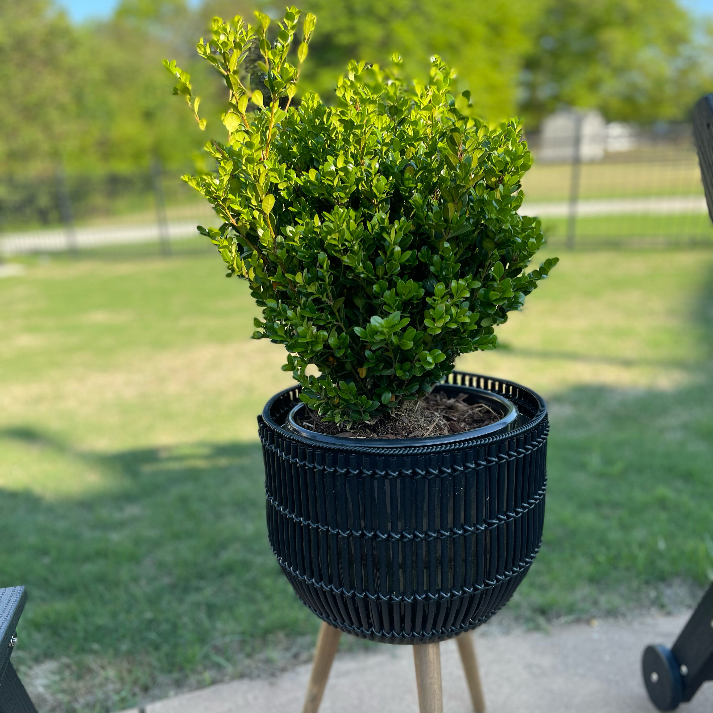 Photo of the plant species Wintergreen Boxwood by @Decampbell96 named Boxwood ‘Wintergreen’ (#2) on Greg, the plant care app