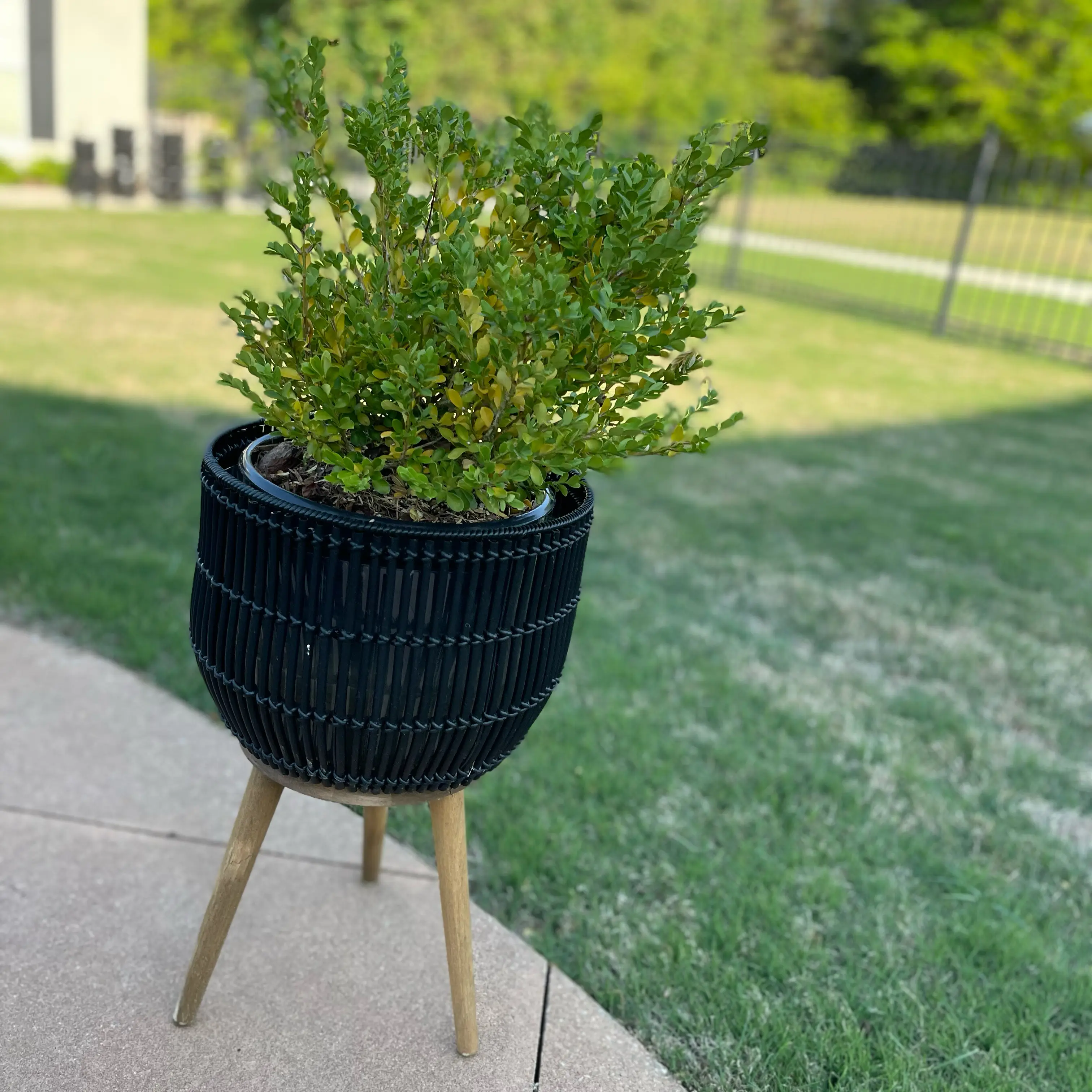 Photo of the plant species Babylon Beauty Boxwood by @Decampbell96 named ‘Babylon Beauty’ Boxwood (#2) on Greg, the plant care app