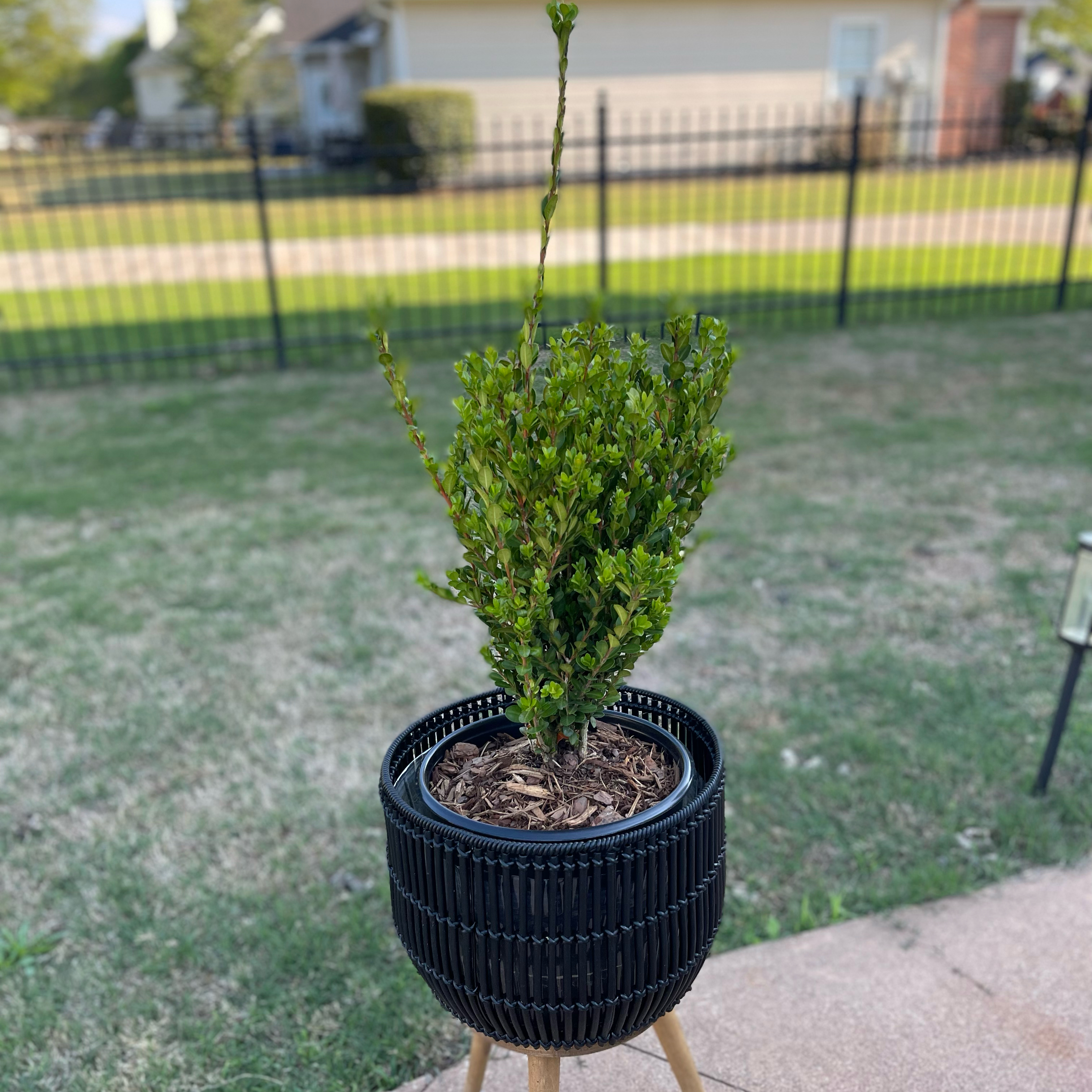 Photo of the plant species Wintergreen Boxwood by @Decampbell96 named ‘Wintergreen’ Boxwood (#3) on Greg, the plant care app