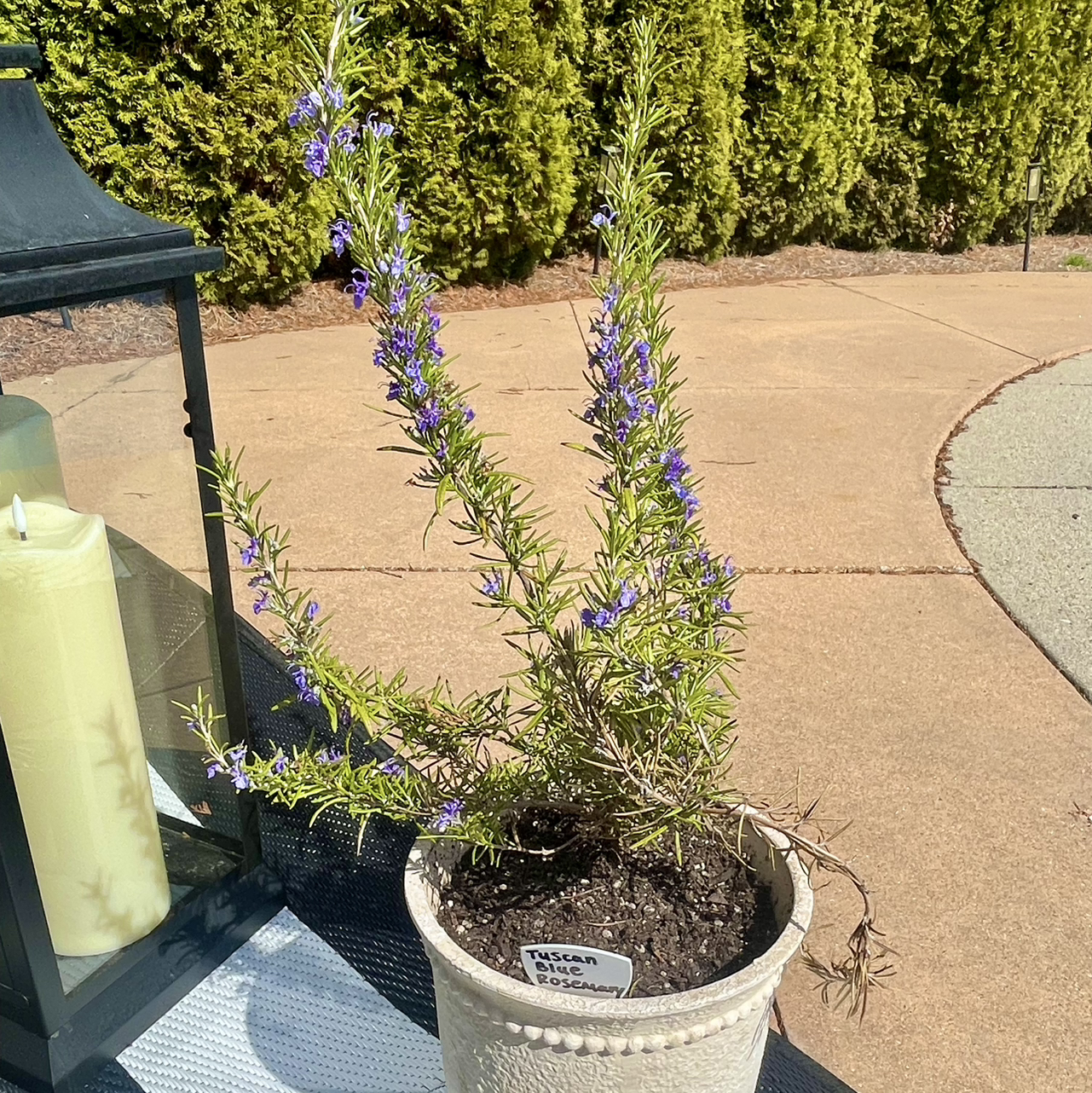 Photo of the plant species Tuscan Blue Rosemary by @Decampbell96 named ‘Tuscan Blue’ Rosemary on Greg, the plant care app