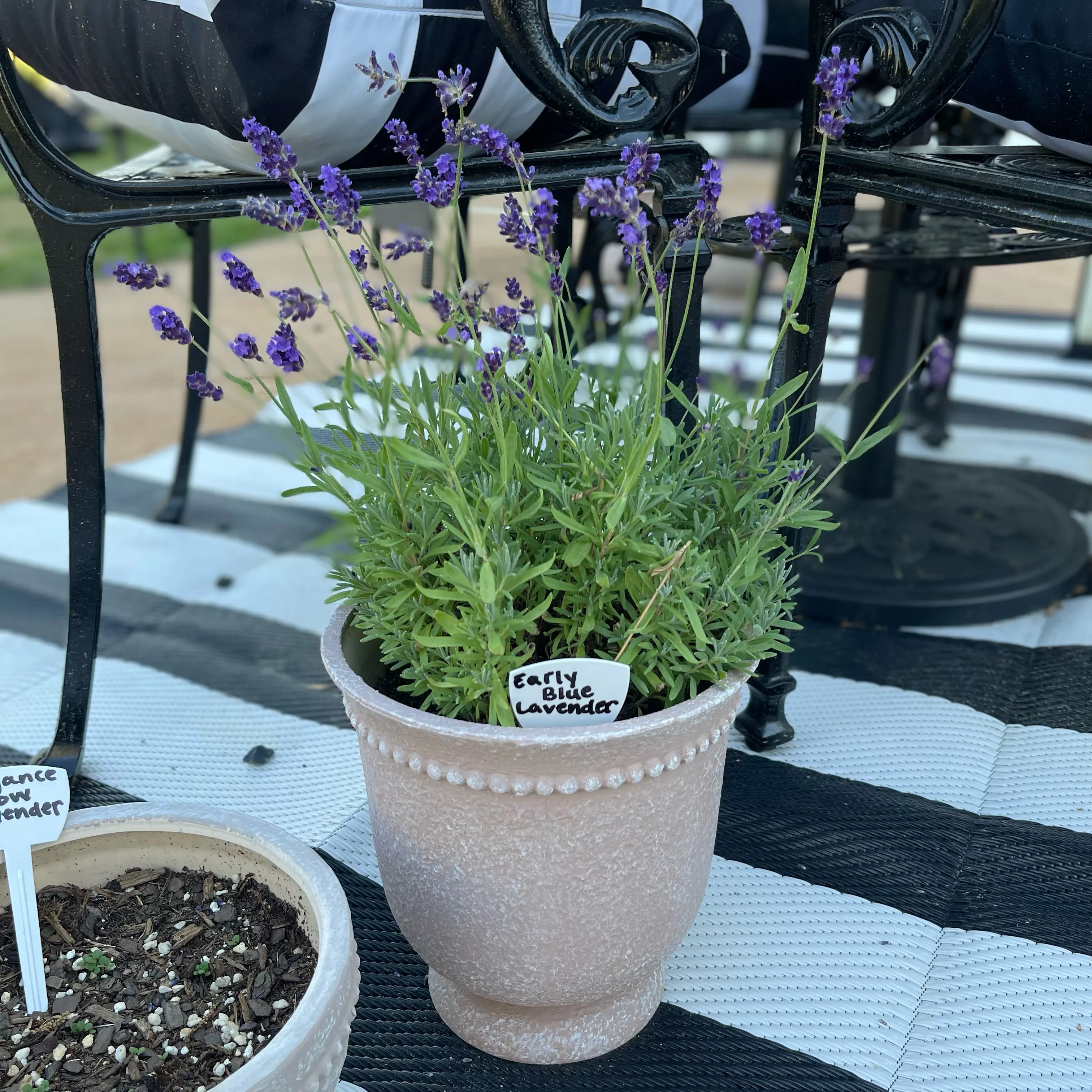 Photo of the plant species English Lavender 'Avignon Early Blue' by @Decampbell96 named Early Blue Lavender on Greg, the plant care app