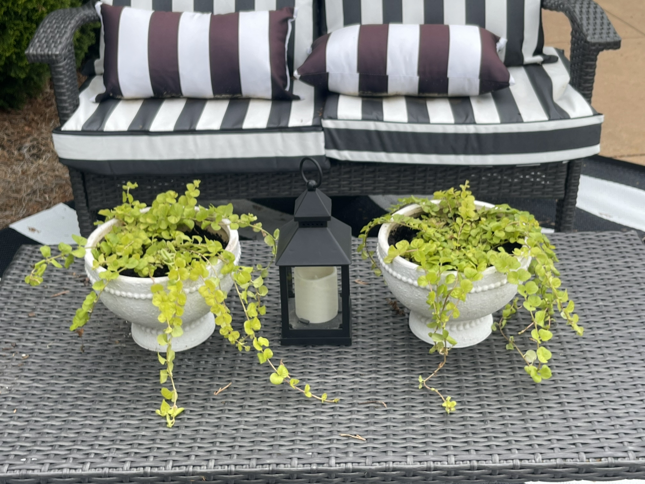 Photo of the plant species Goldilocks Plant by @Decampbell96 named Creeping Jenny ‘Aurea’ (#1x2) on Greg, the plant care app