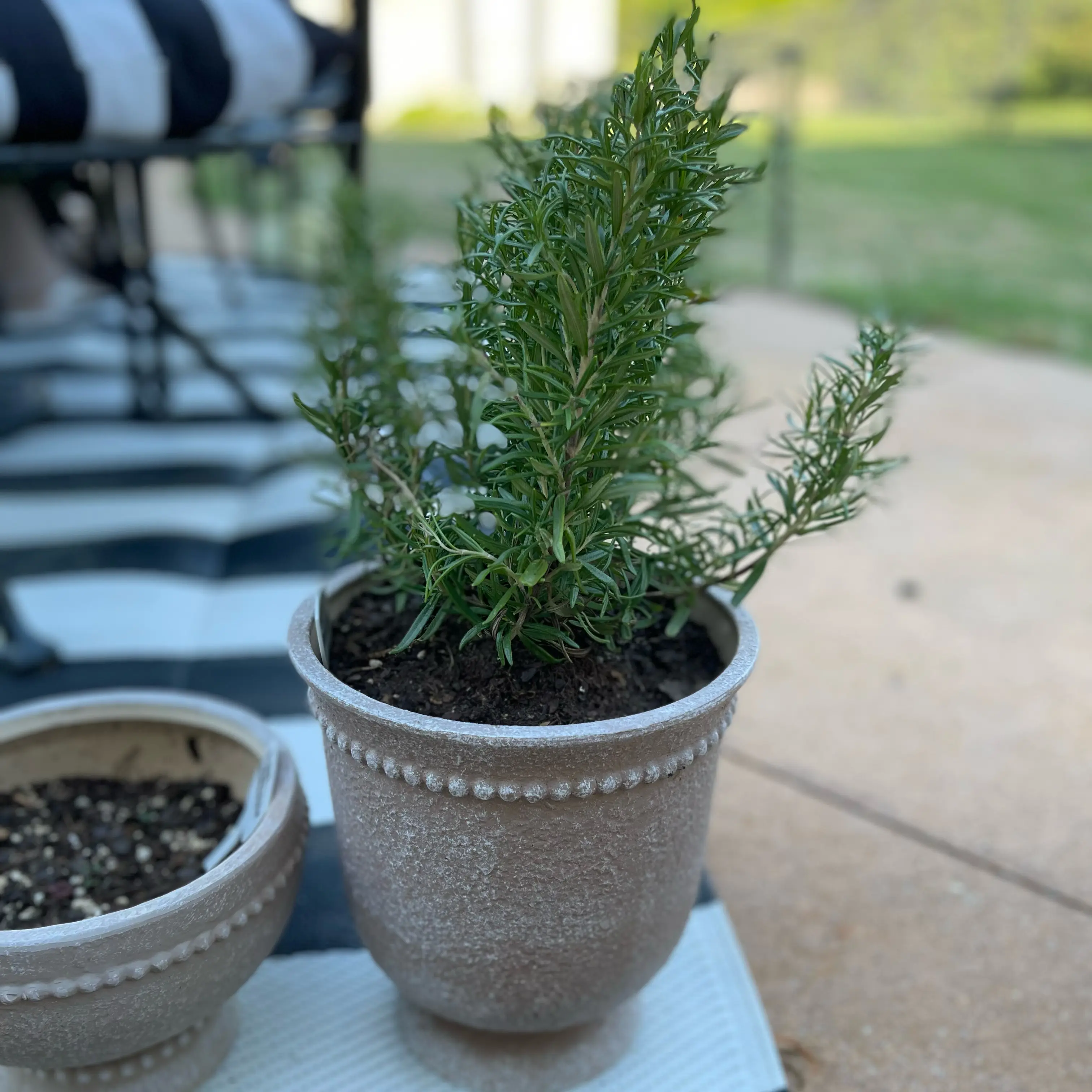 Photo of the plant species Rosemary 'Barbeque' by @Decampbell96 named ‘Barbeque’ Rosemary on Greg, the plant care app