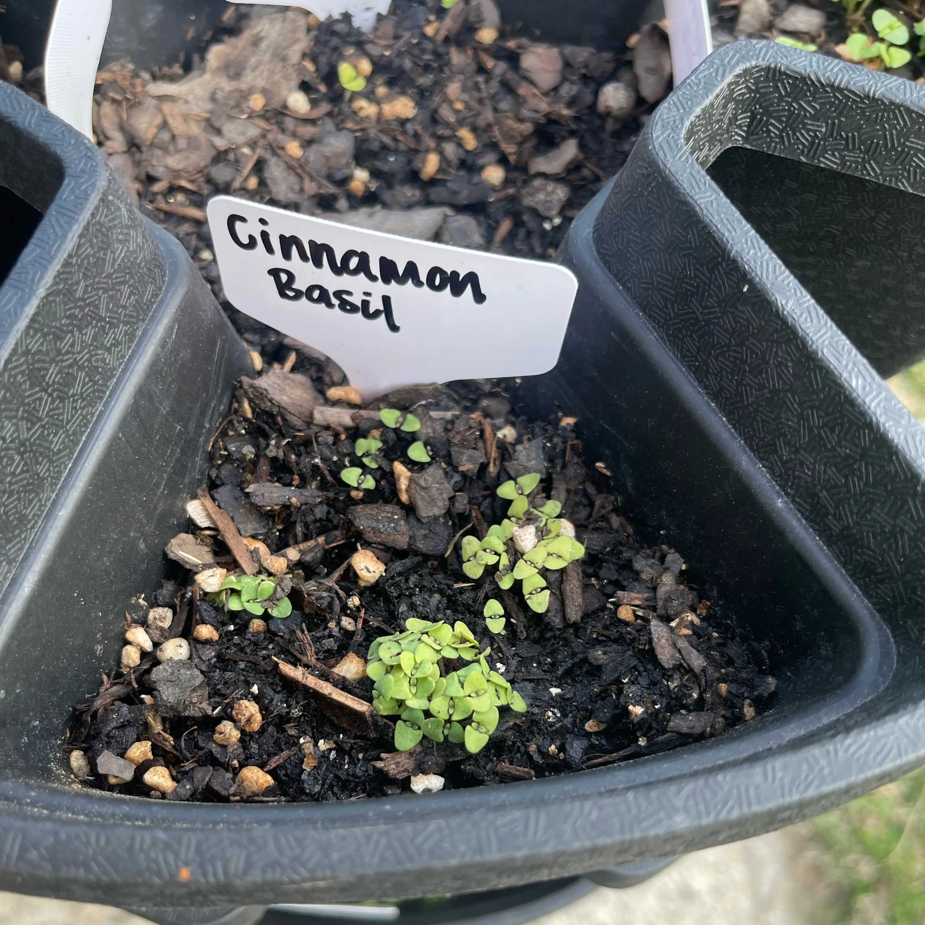 Photo of the plant species Cinnamon Basil by @Decampbell96 named Cinnamon Basil on Greg, the plant care app