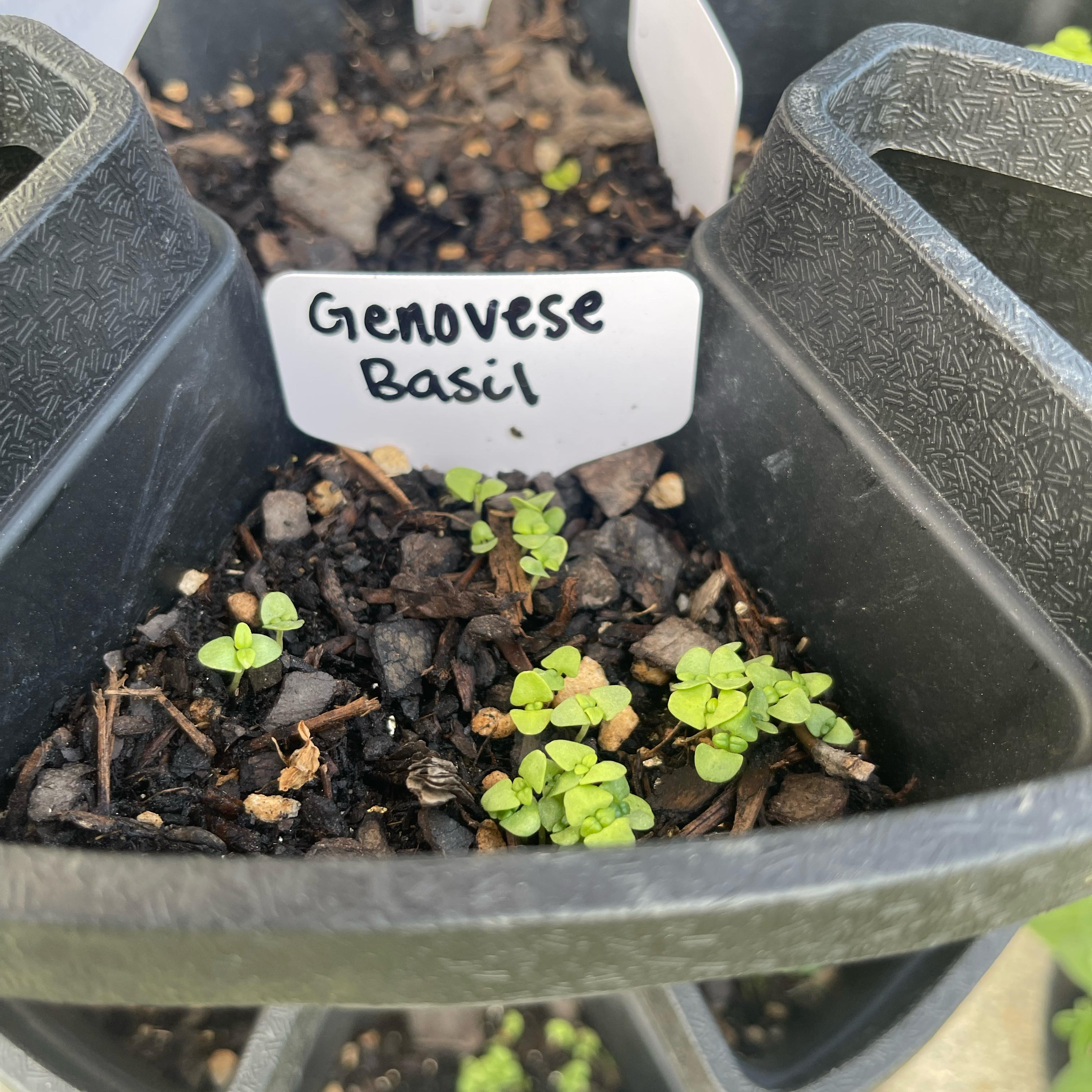 Photo of the plant species Genovese Basil by @Decampbell96 named Genovese Basil on Greg, the plant care app