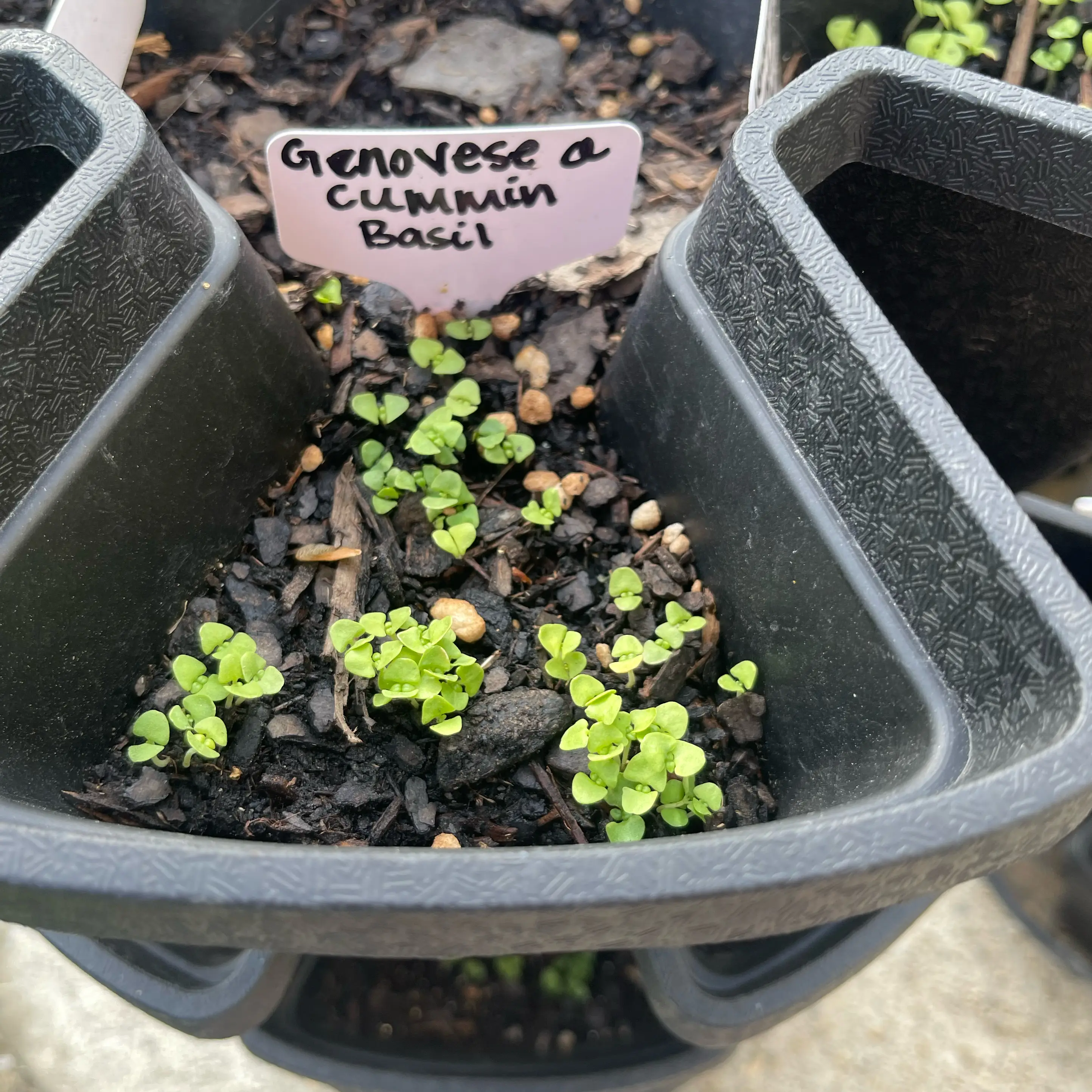 Photo of the plant species Genovese O Cummin Basil by @Decampbell96 named Genovese O Cummin Basil on Greg, the plant care app