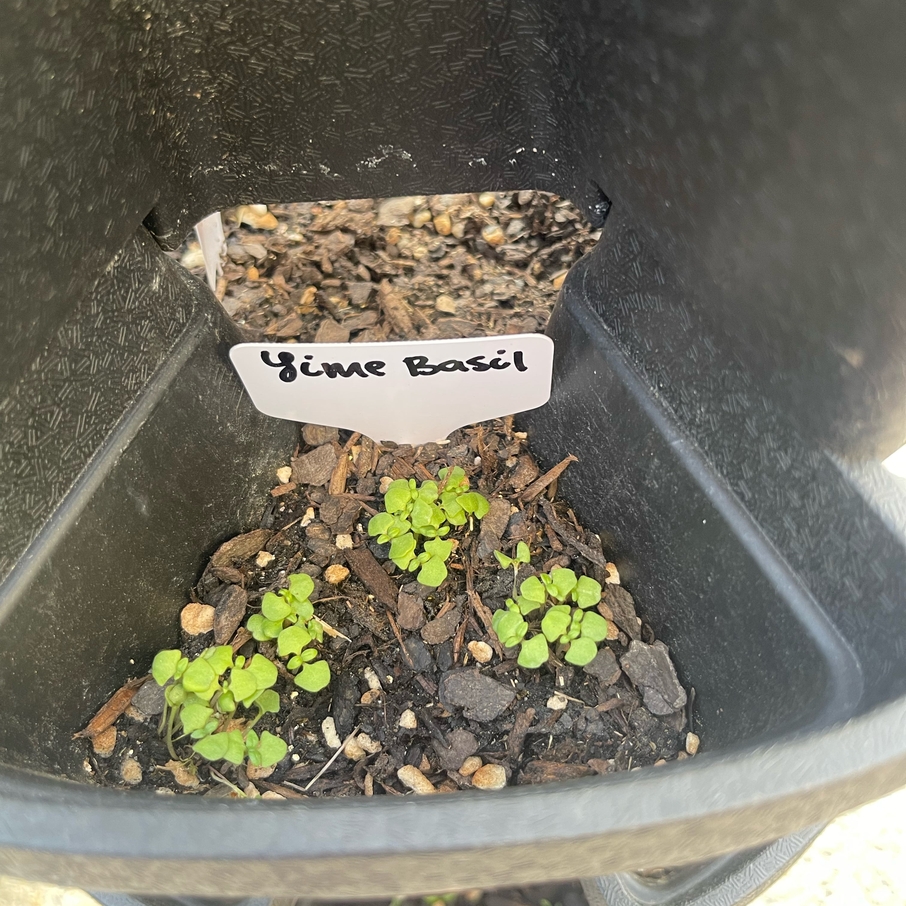 Photo of the plant species Lime Basil by @Decampbell96 named Lime Basil on Greg, the plant care app