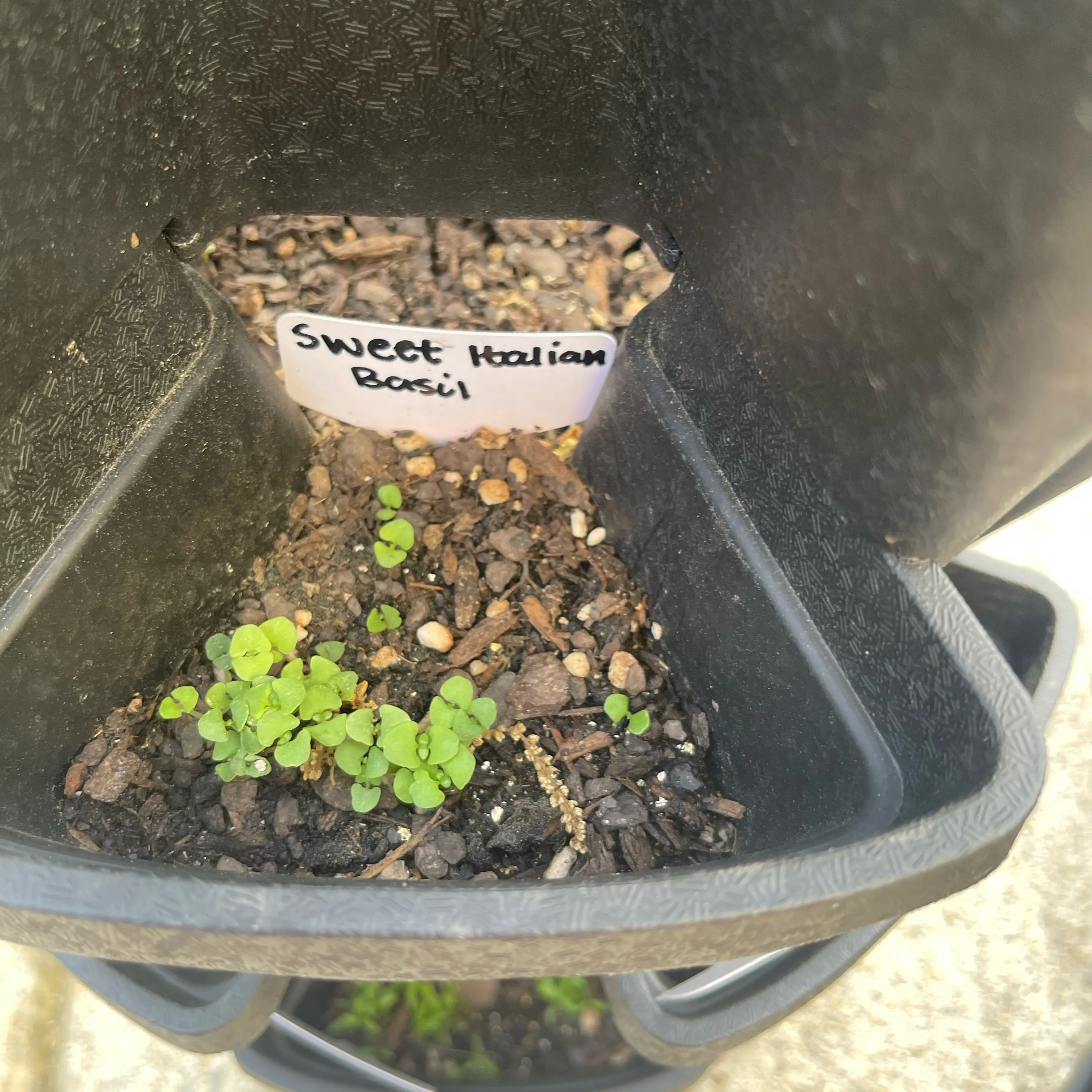 Photo of the plant species Basil 'Sweet Italian Large Leaf' by @Decampbell96 named Sweet Italian Basil on Greg, the plant care app