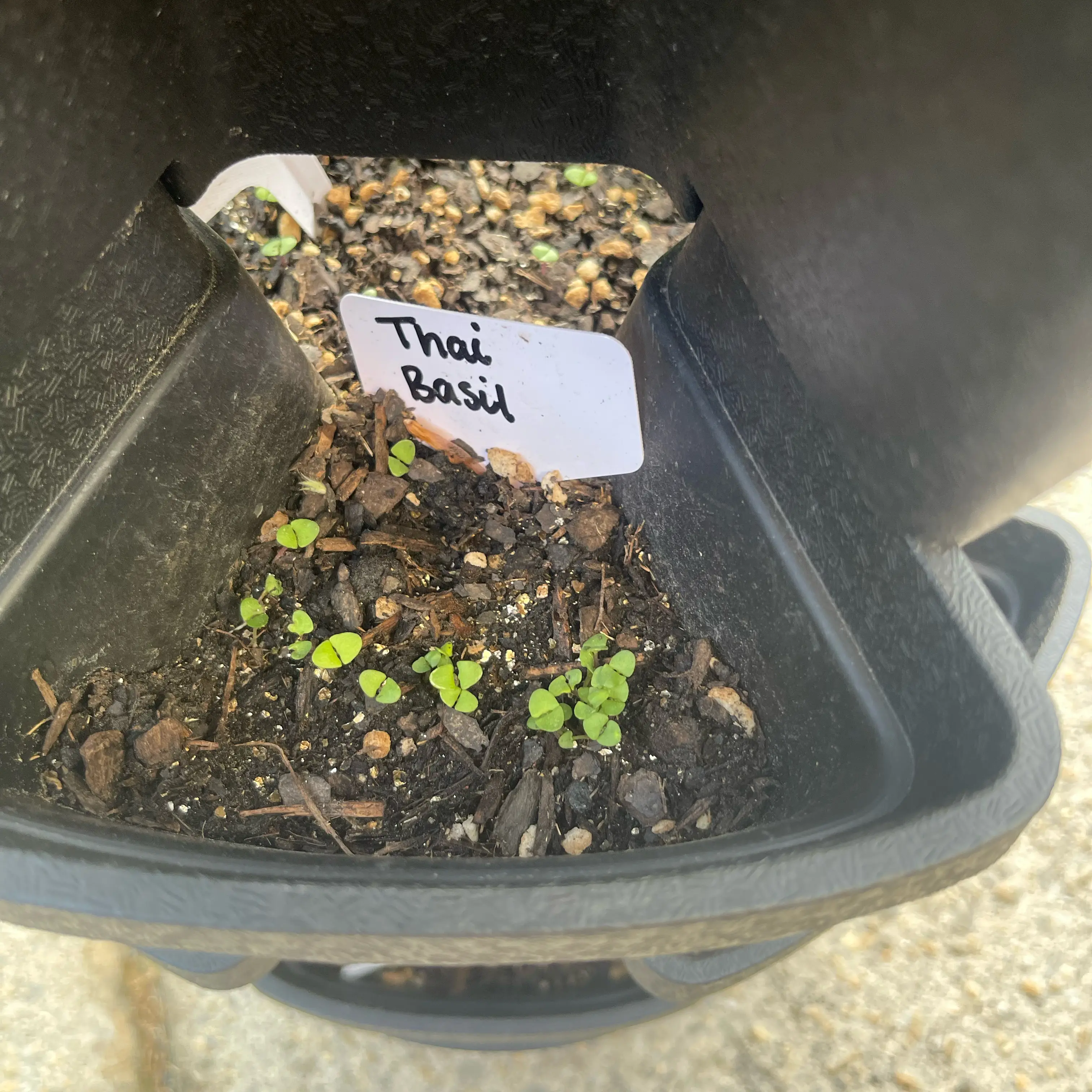Photo of the plant species Thai basil / Selasih by @Decampbell96 named Thai Basil on Greg, the plant care app