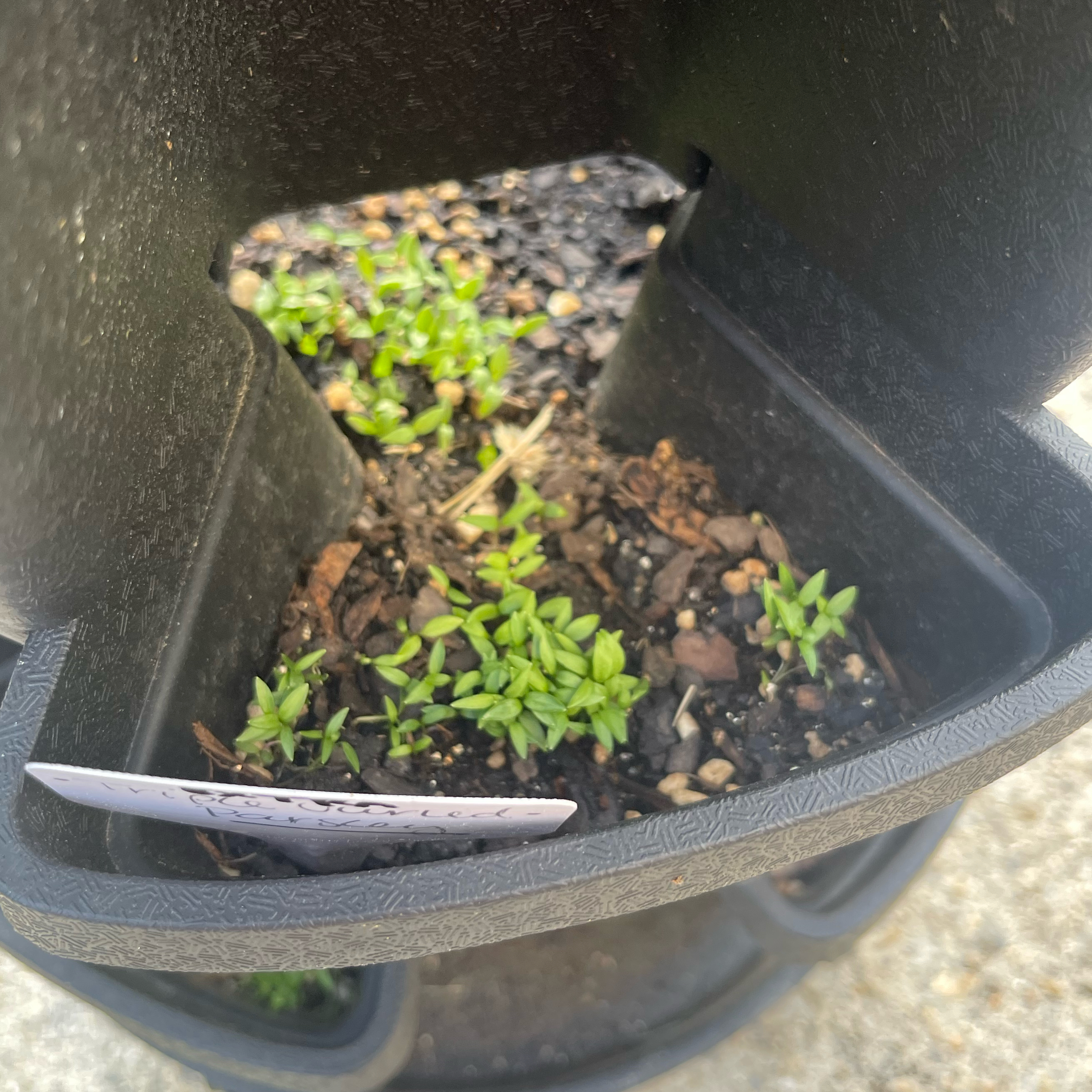 Photo of the plant species Curly Parsley by @Decampbell96 named Extra Triple Curled Parsley on Greg, the plant care app
