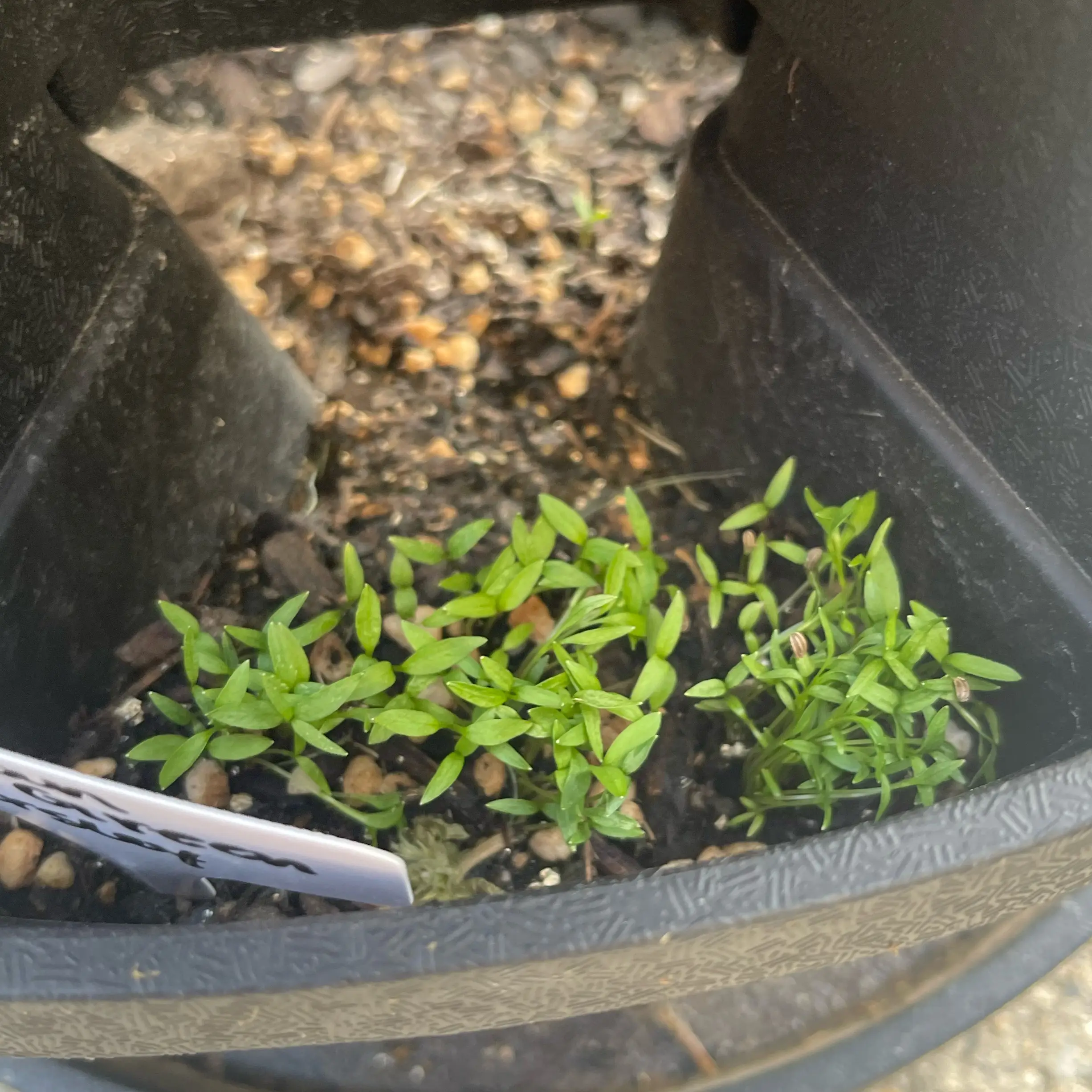 Photo of the plant species Italian Parsley by @Decampbell96 named Italian Dark Green Parsley on Greg, the plant care app