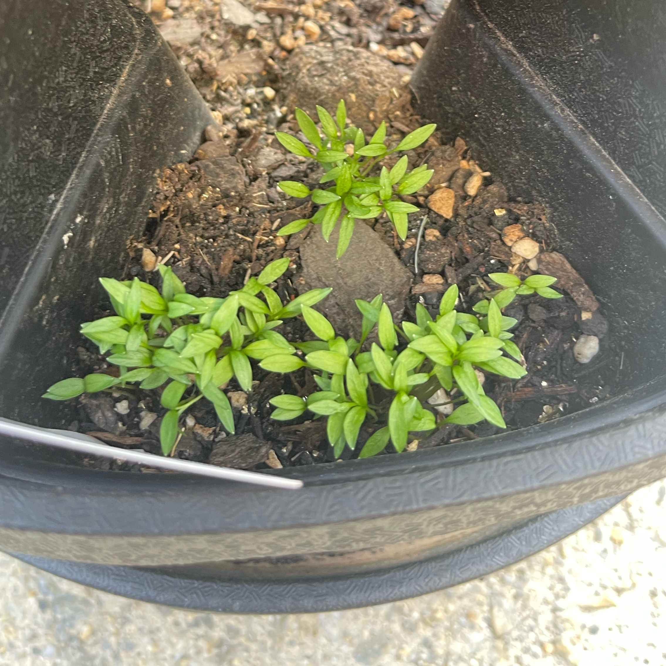Photo of the plant species Triple Curled Parsley by @Decampbell96 named Triple Curled Parsley (#1.2) on Greg, the plant care app