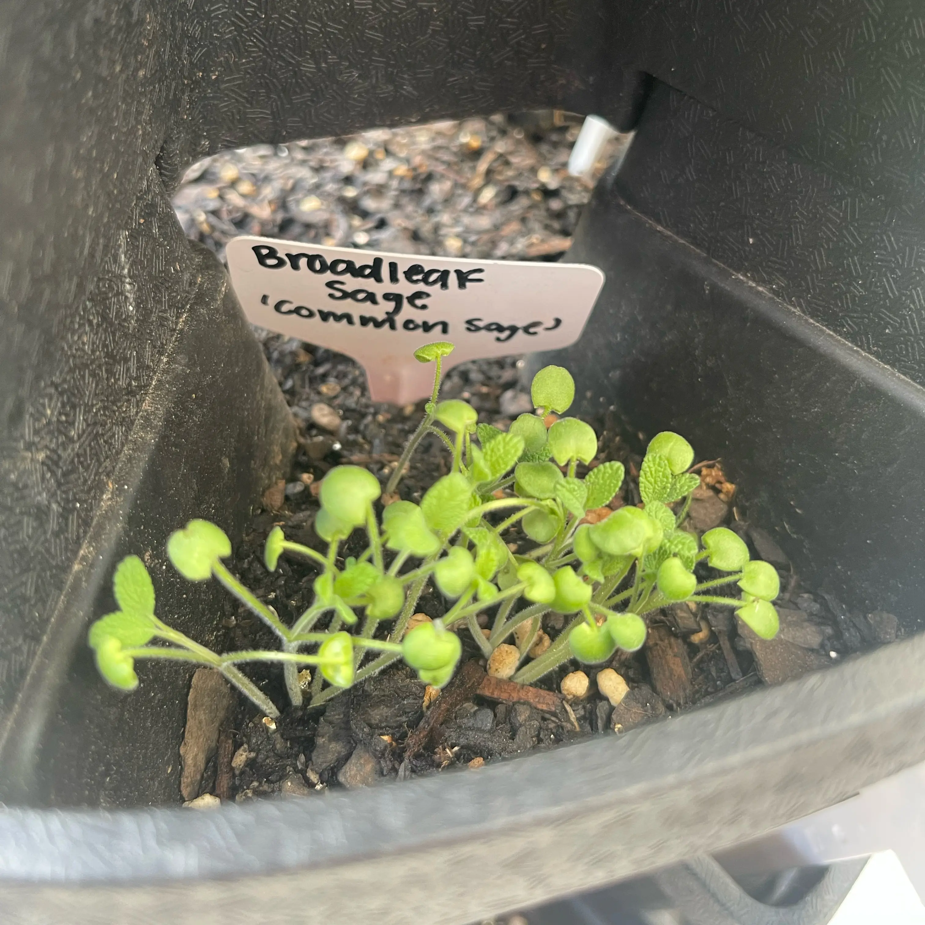 Photo of the plant species Broadleaf Sage by @Decampbell96 named Broadleaf Sage (#1.2) on Greg, the plant care app