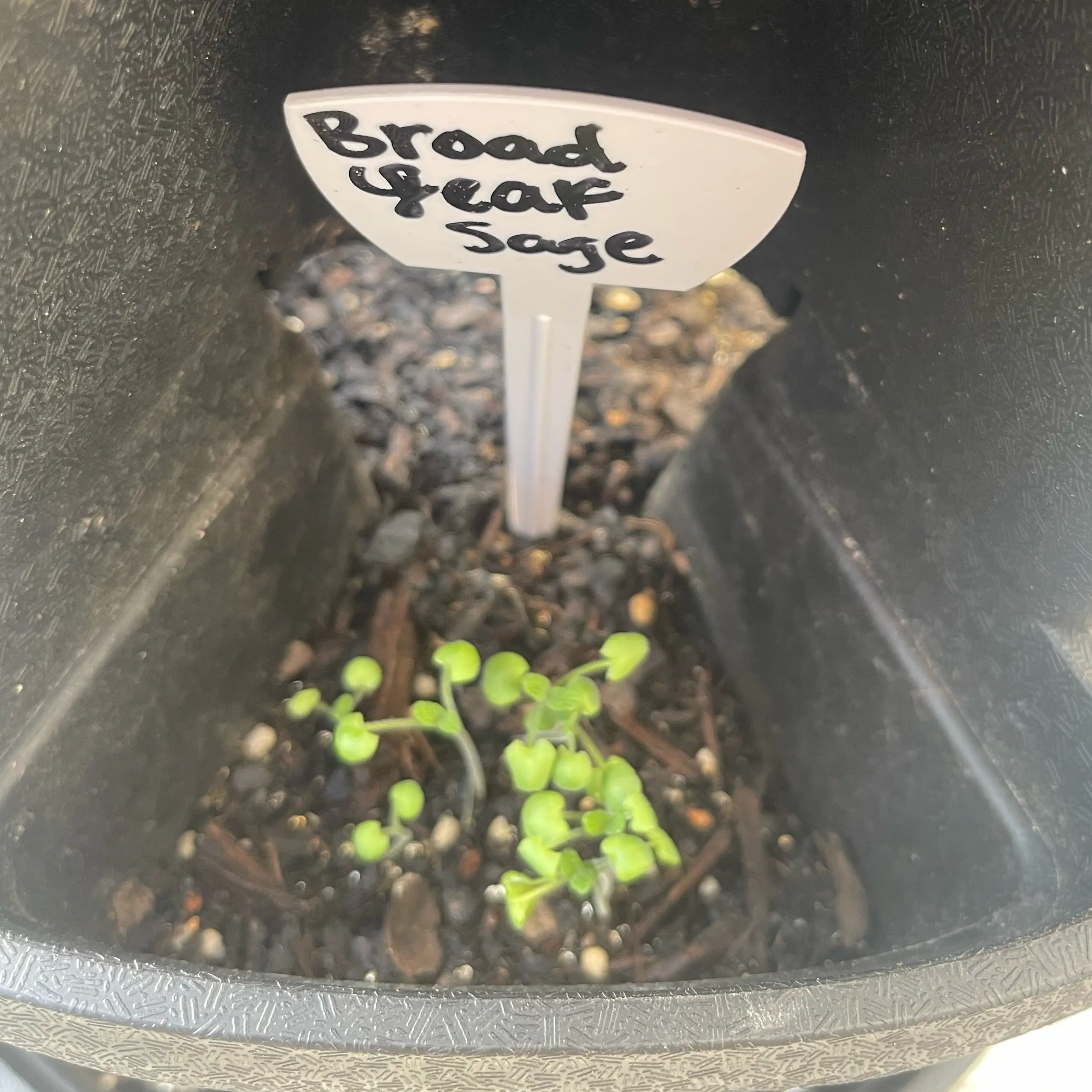 Photo of the plant species Broadleaf Sage by @Decampbell96 named Broadleaf Sage (#2.2) on Greg, the plant care app