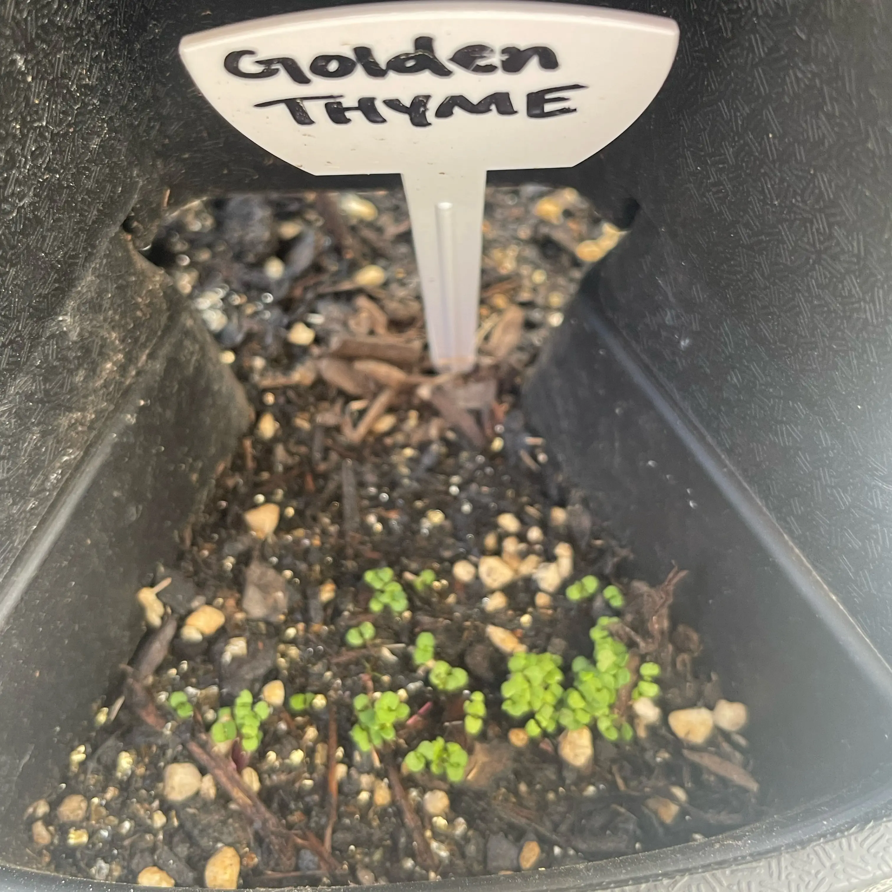 Photo of the plant species Golden Thyme by @Decampbell96 named Golden Thyme on Greg, the plant care app