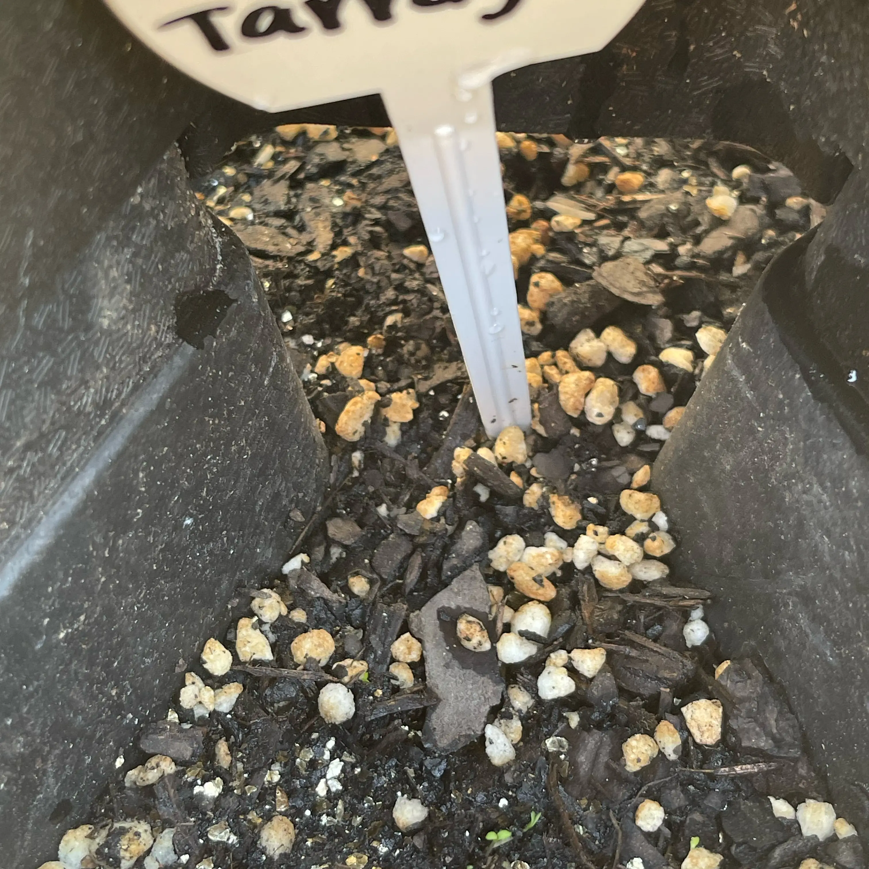 Photo of the plant species Tarragon by @Decampbell96 named Tarragon (#4.2) on Greg, the plant care app