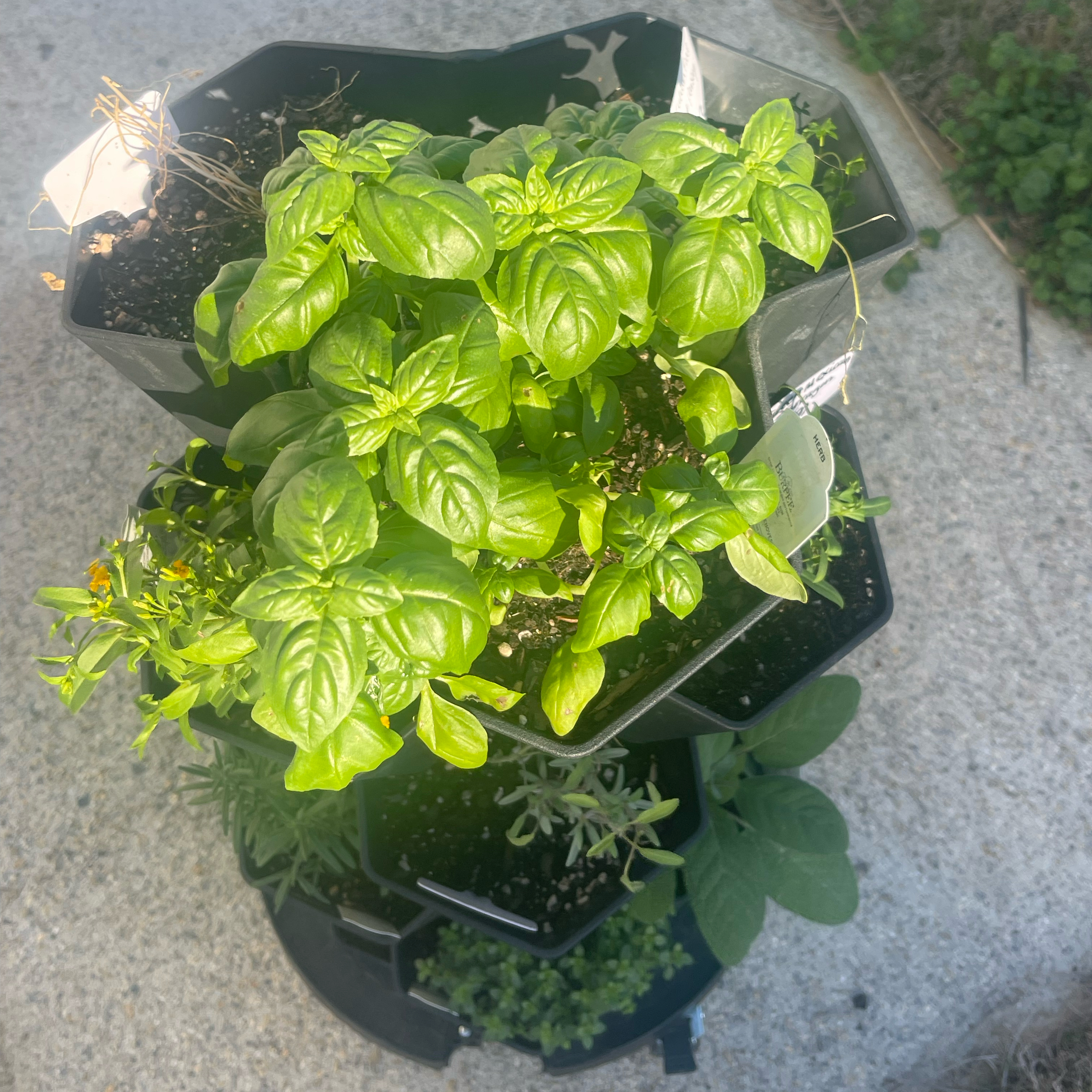 Photo of the plant species Genovese Basil by @Decampbell96 named ‘Super Sweet Genovese’ Basil on Greg, the plant care app