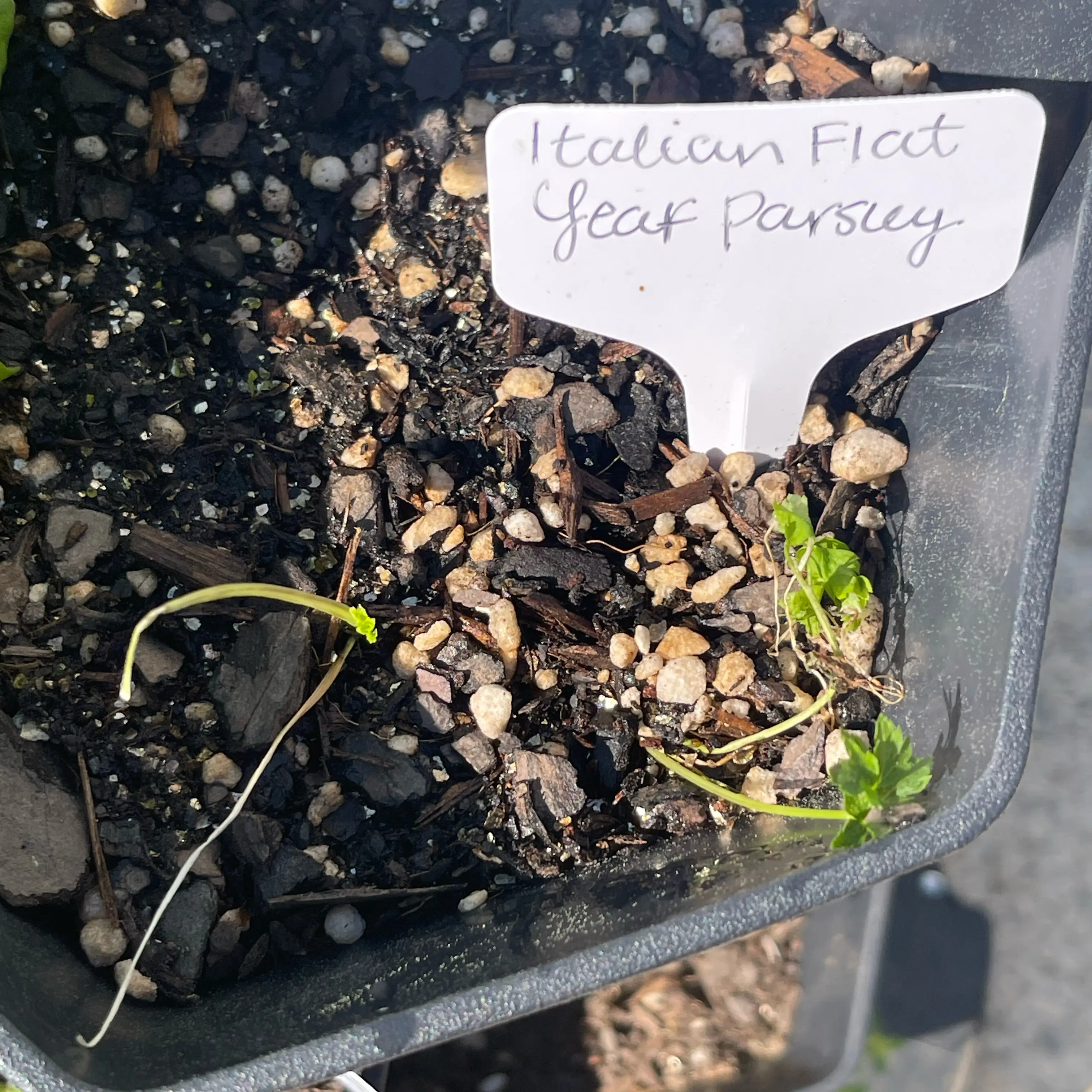 Photo of the plant species Italian Parsley by @Decampbell96 named Italian Flat Leaf Parsley (#1.3) on Greg, the plant care app