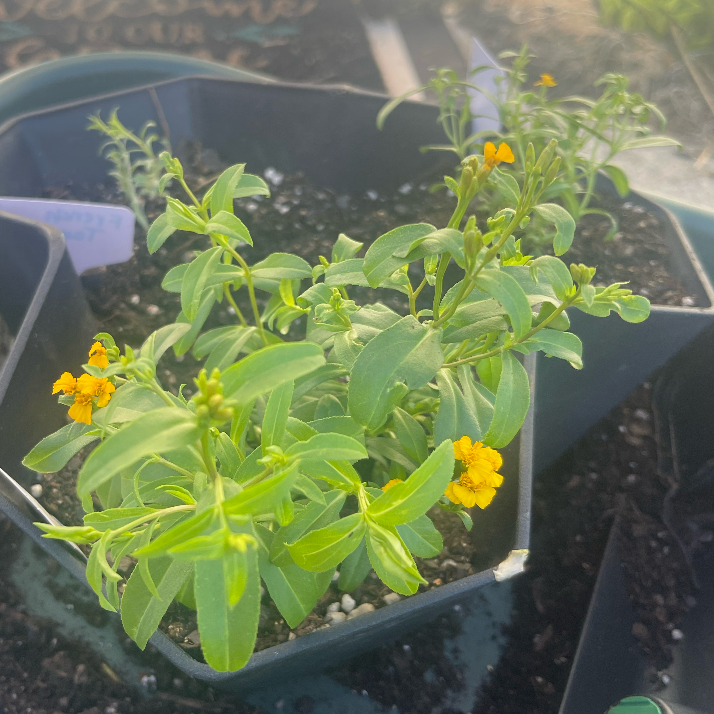 Photo of the plant species Mexican Tarragon by @Decampbell96 named Mexican Tarragon (#1) on Greg, the plant care app
