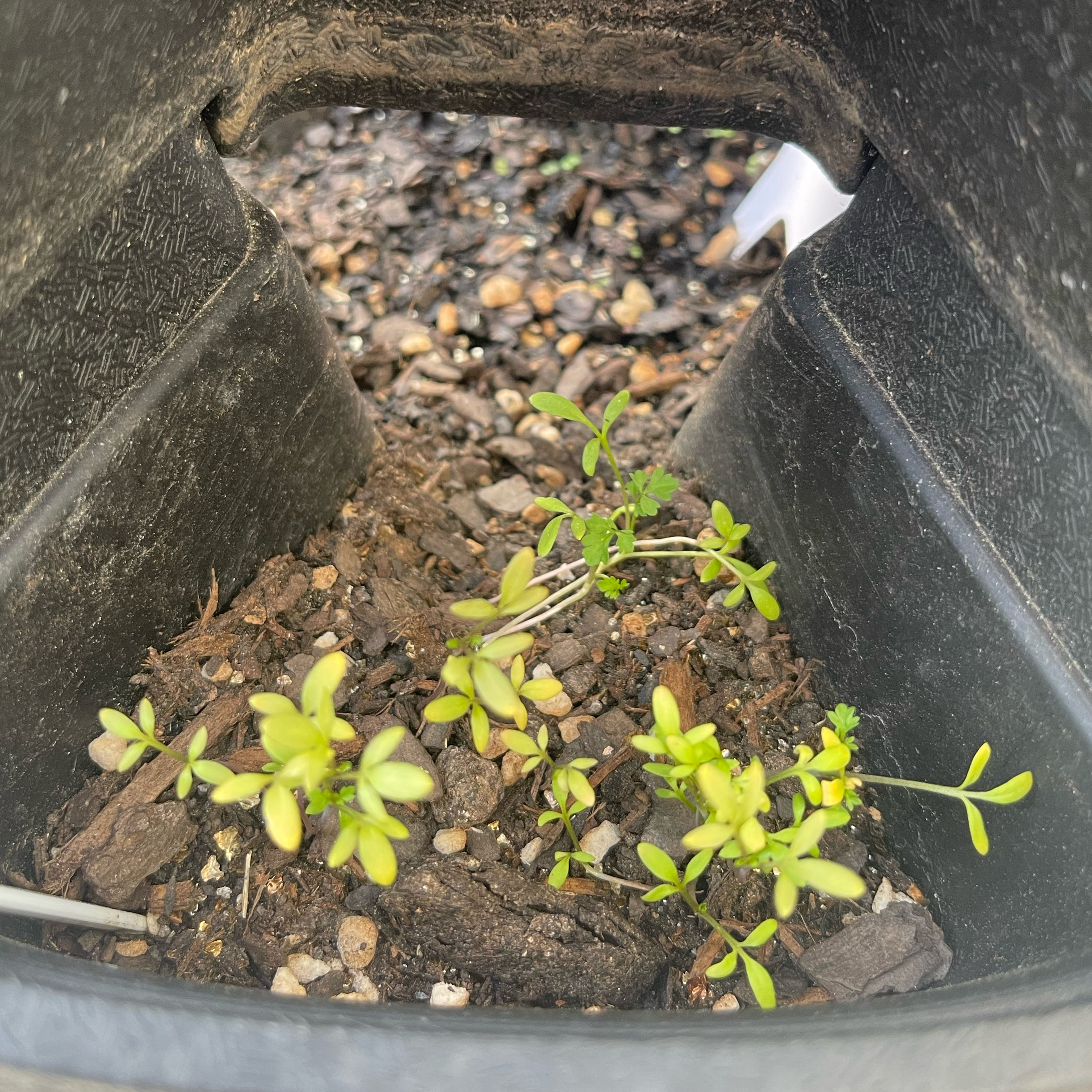 Photo of the plant species Garden Cress by @Decampbell96 named Persian Cress on Greg, the plant care app