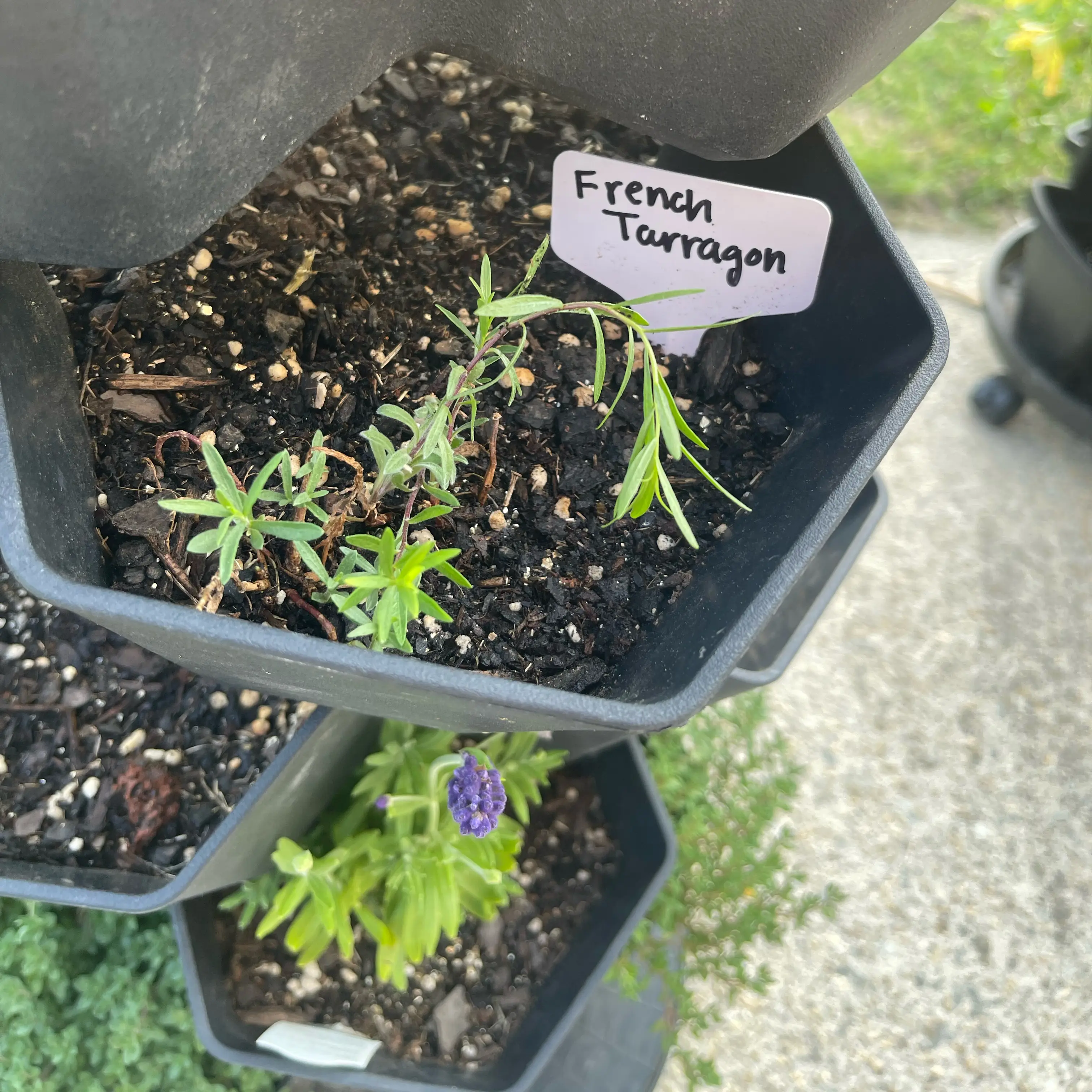 Photo of the plant species French Tarragon by @Decampbell96 named French Tarragon on Greg, the plant care app