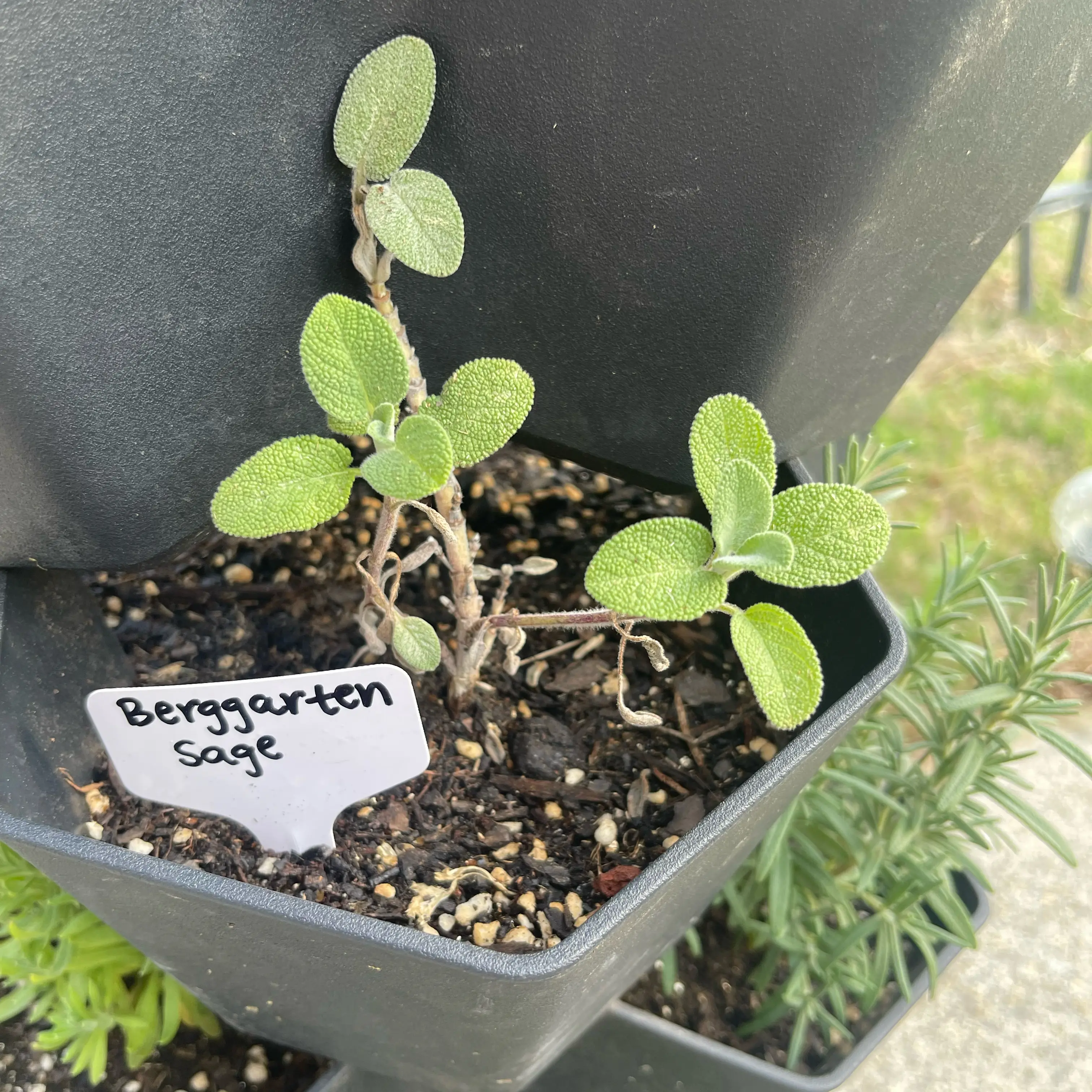Photo of the plant species Berggarten Sage by @Decampbell96 named Berggarten Sage on Greg, the plant care app