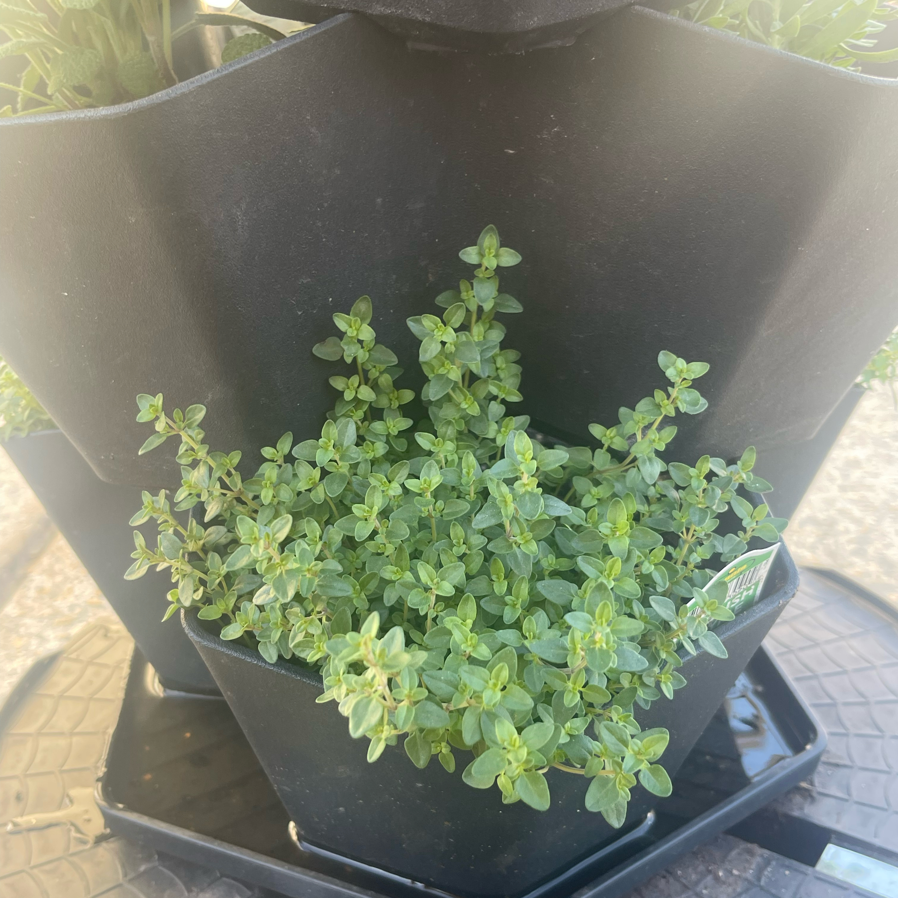 Photo of the plant species English Thyme by @Decampbell96 named English Thyme on Greg, the plant care app