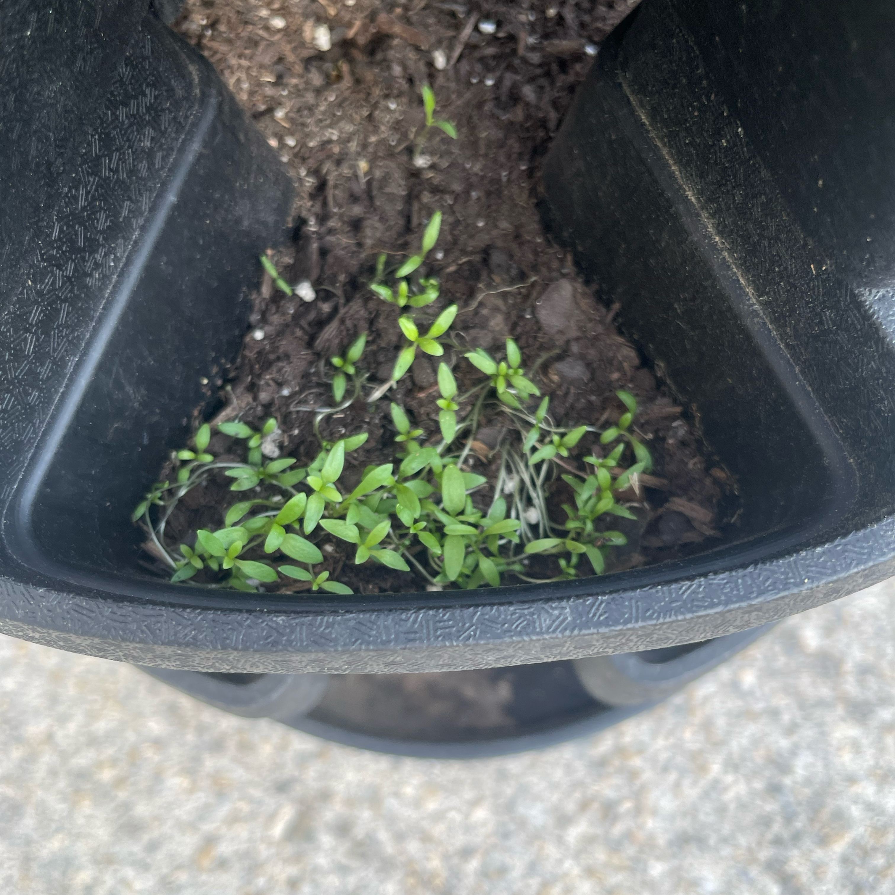 Photo of the plant species Baby's Breath by @Decampbell96 named (White) Baby’s Breath (#2.2) on Greg, the plant care app