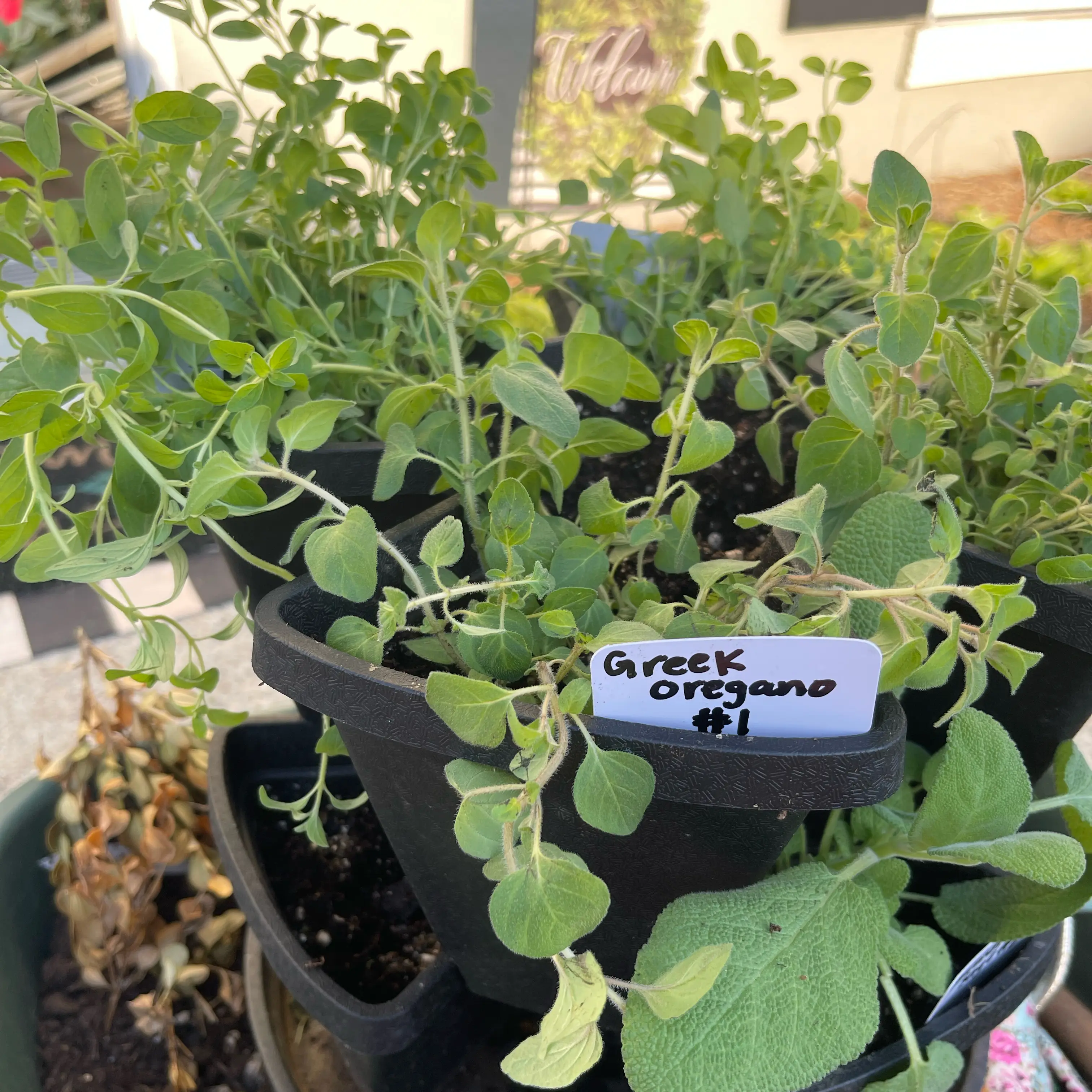 Photo of the plant species Greek Oregano by @Decampbell96 named Greek Oregano (#1) on Greg, the plant care app