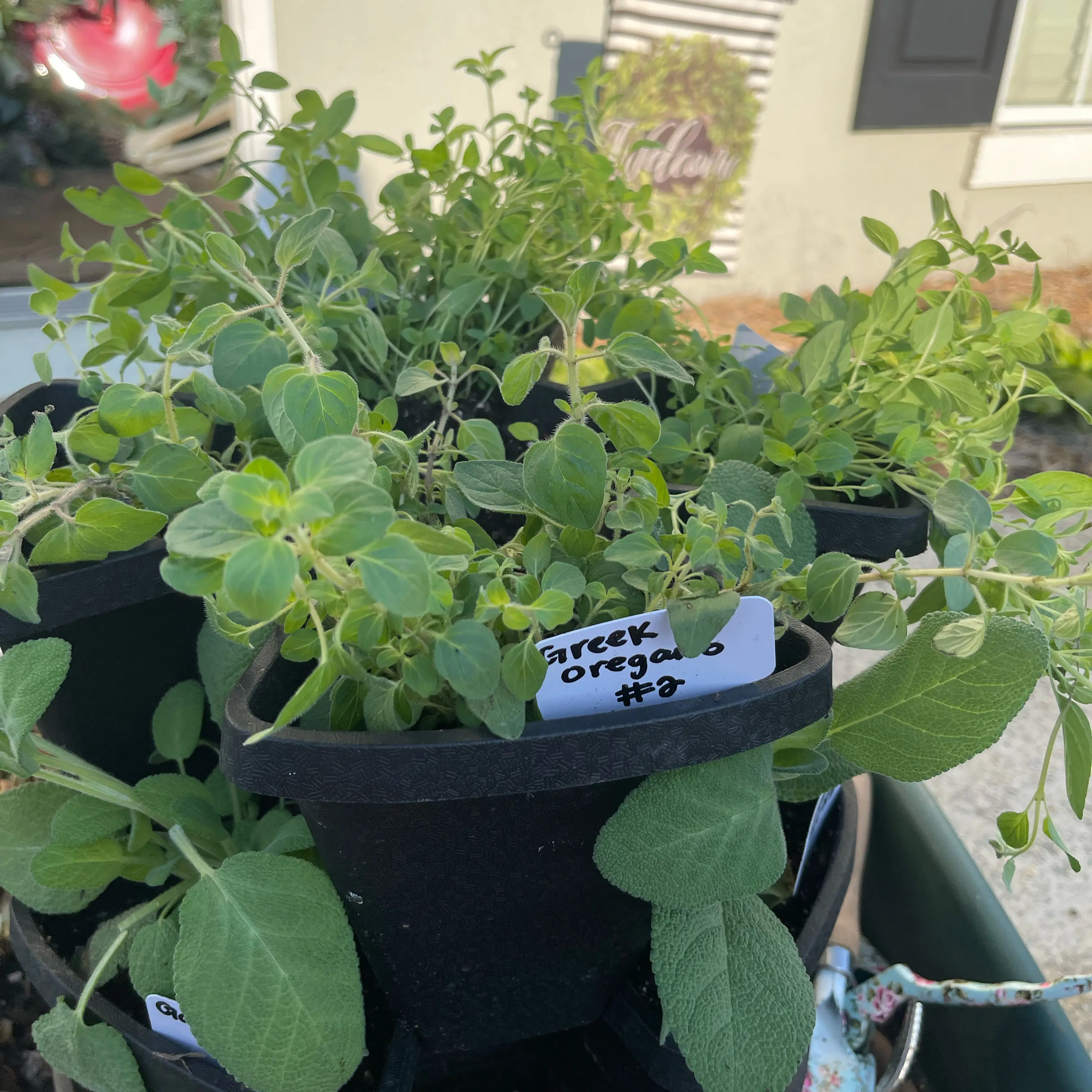 Photo of the plant species Greek Oregano by @Decampbell96 named Greek Oregano (#2) on Greg, the plant care app