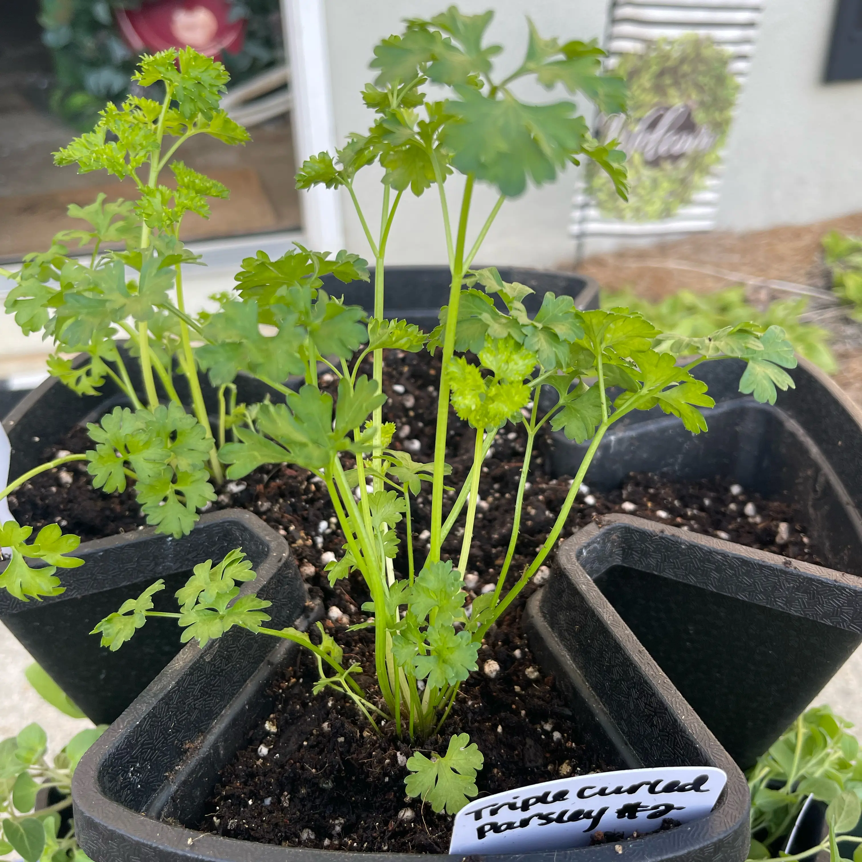 Photo of the plant species Triple Curled Parsley by @Decampbell96 named Tripled Curled Parsley (#2) on Greg, the plant care app