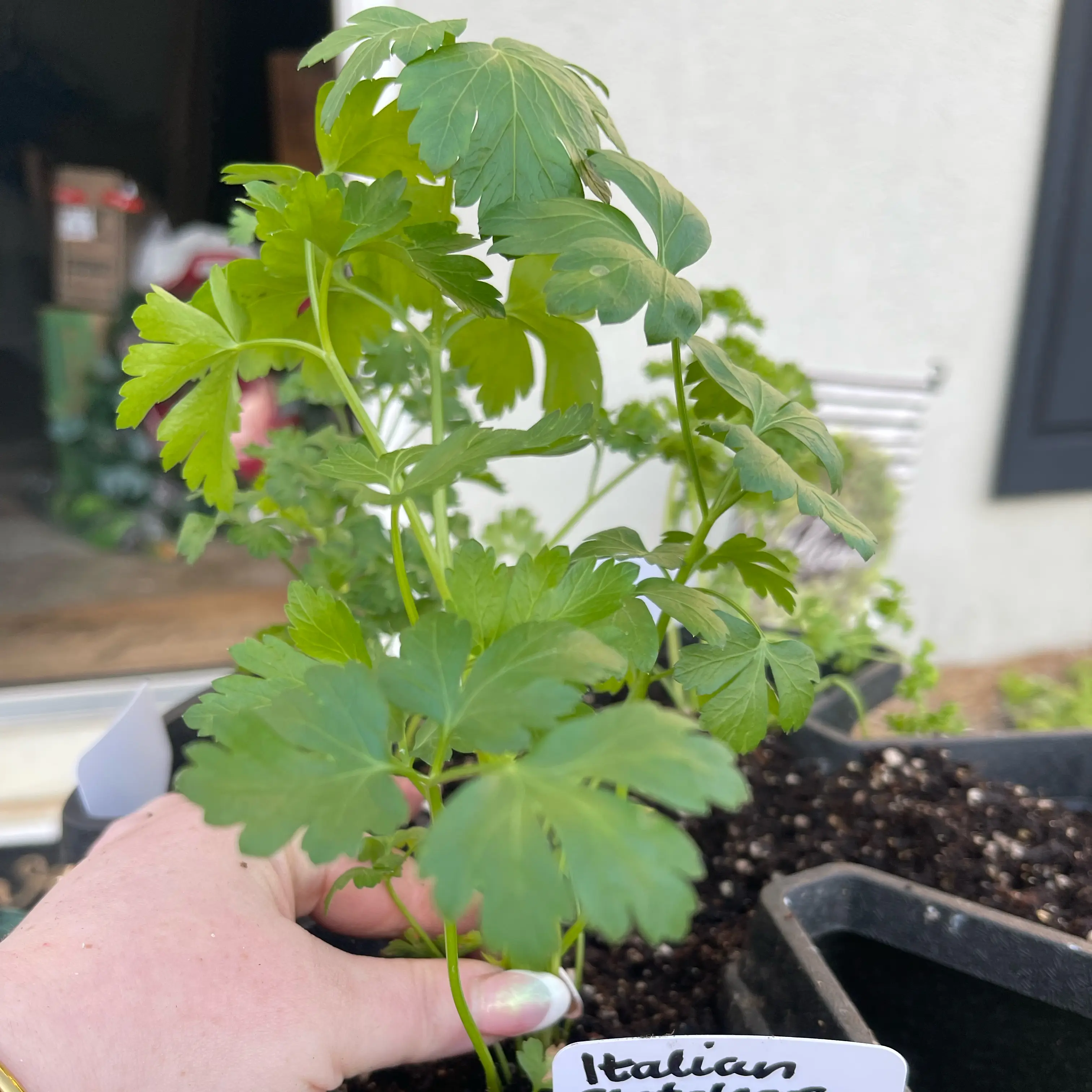 Photo of the plant species Italian Parsley by @Decampbell96 named Italian Flat Leaf Parsley (#1) on Greg, the plant care app