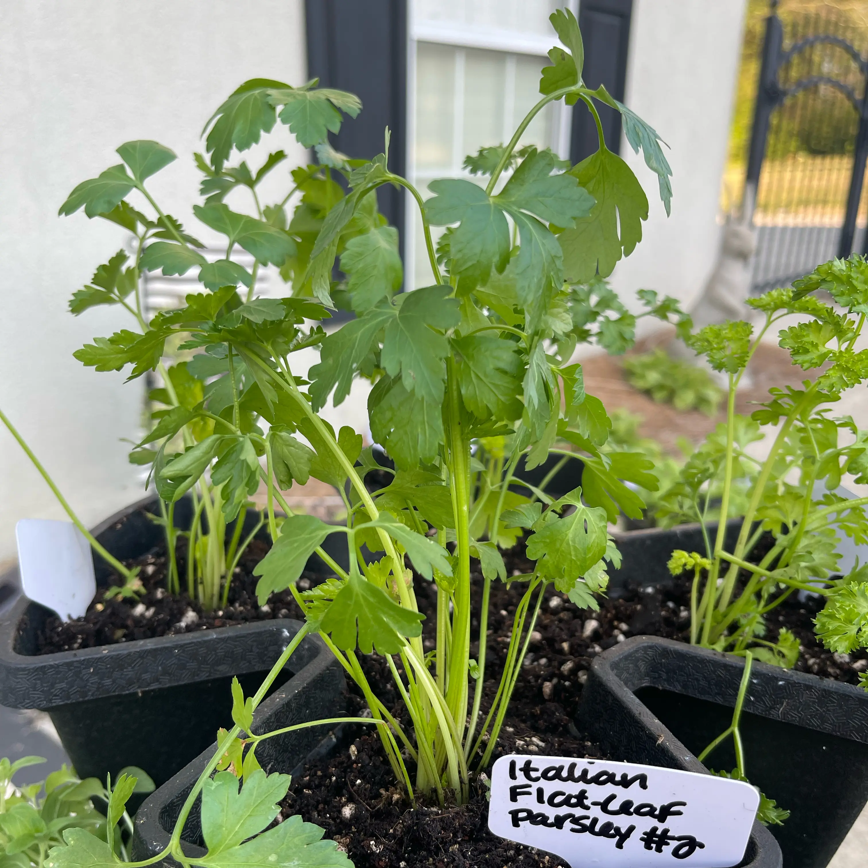 Photo of the plant species Italian Parsley by @Decampbell96 named Italian Flat Leaf Parsley (#2) on Greg, the plant care app