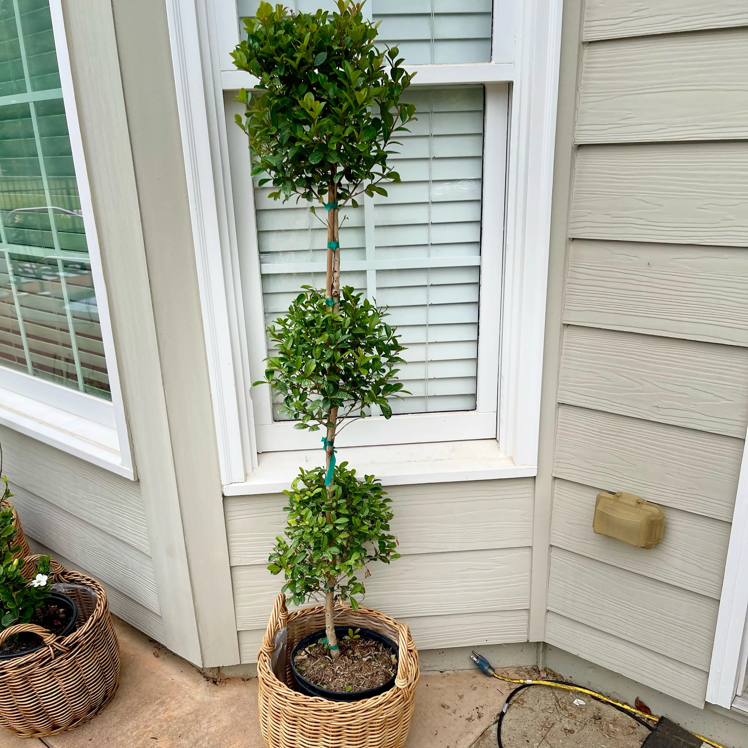 Photo of the plant species Brush Cherry by @Decampbell96 named Eugenia Topiary (#1x2) on Greg, the plant care app